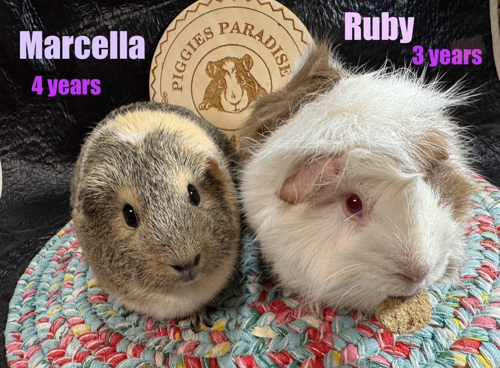Marcella & Ruby, Adoptable, Adult Female Short-Haired.