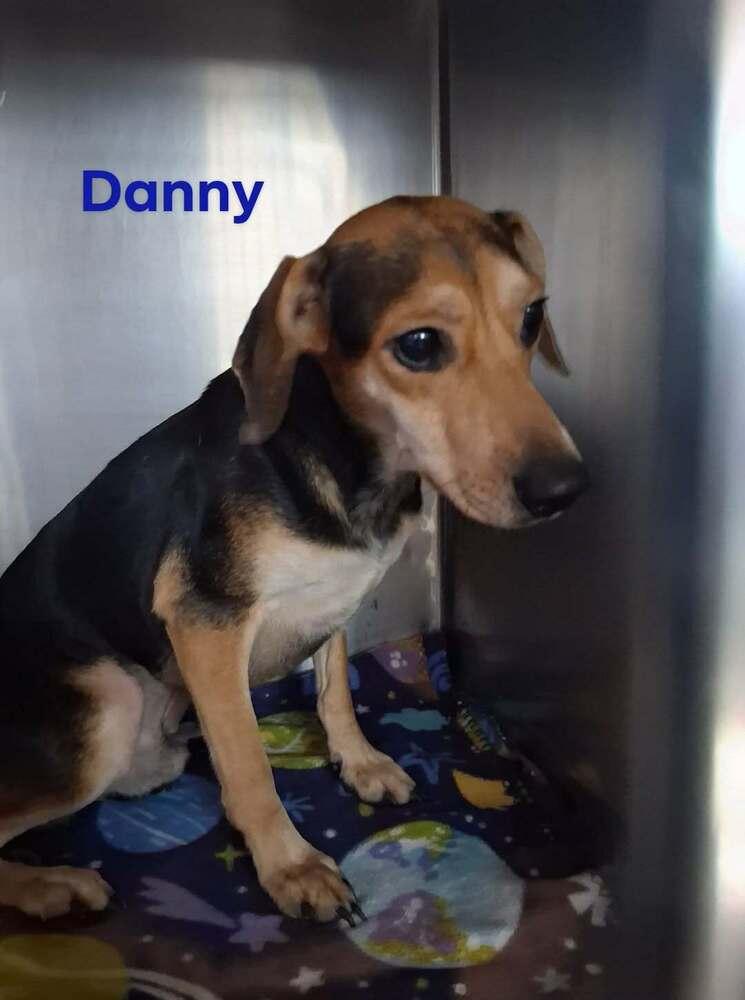 Enlarge Sf Danny, a Adoptable mixed breed in Warrenton, MO image 1/2
