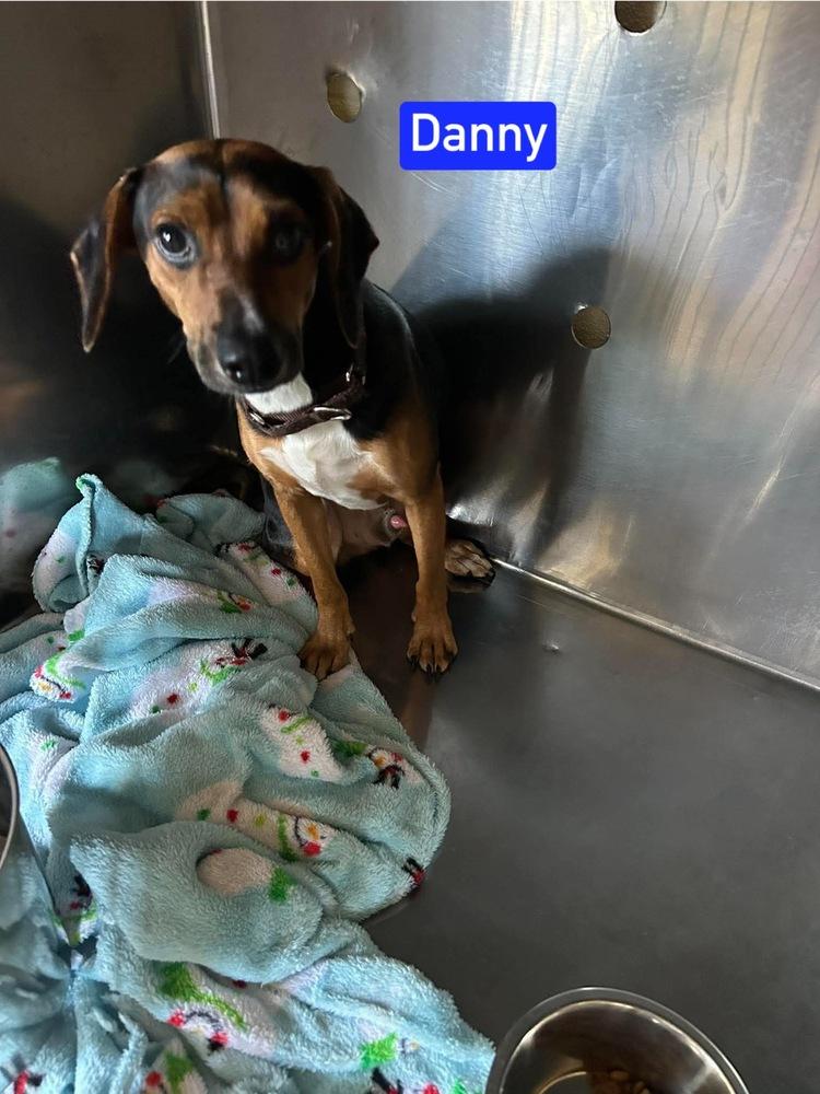 Enlarge Sf Danny, a Adoptable mixed breed in Warrenton, MO image 2/2