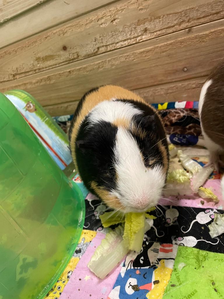 Enlarge Carrots, a ADOPTABLE Guinea Pig in CLINTON, WA image 1/1