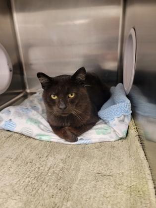 Gunner, Adoptable, Adult Male Domestic Short Hair & Domestic Short Hair.