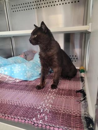 Enlarge Gunner, a Adoptable mixed breed in Fergus Falls, MN image 2/2