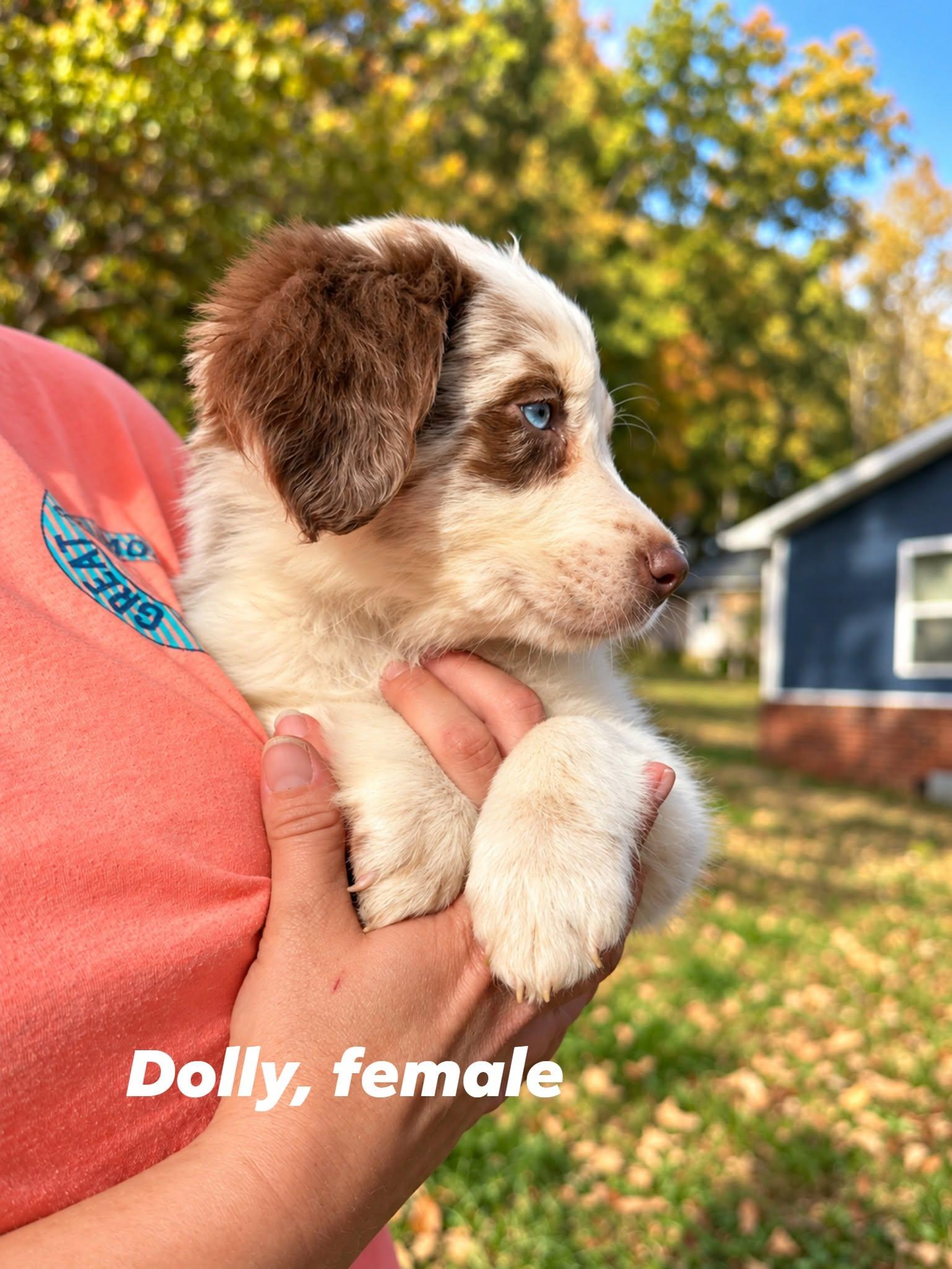 Enlarge Dolly, a Adoptable mixed breed in Shelton, CT image 3/4