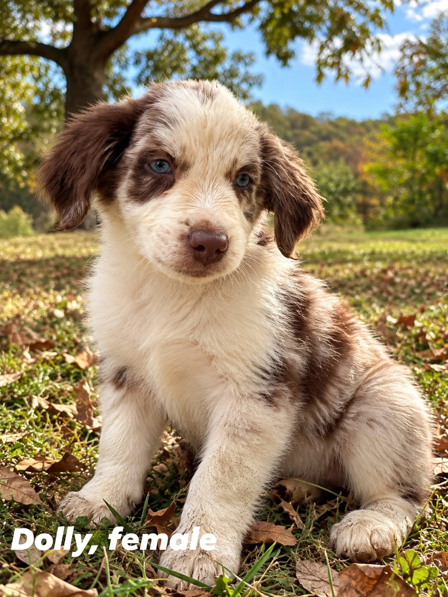 Dolly, Adoptable, Puppy Female Australian Shepherd & Border Collie.