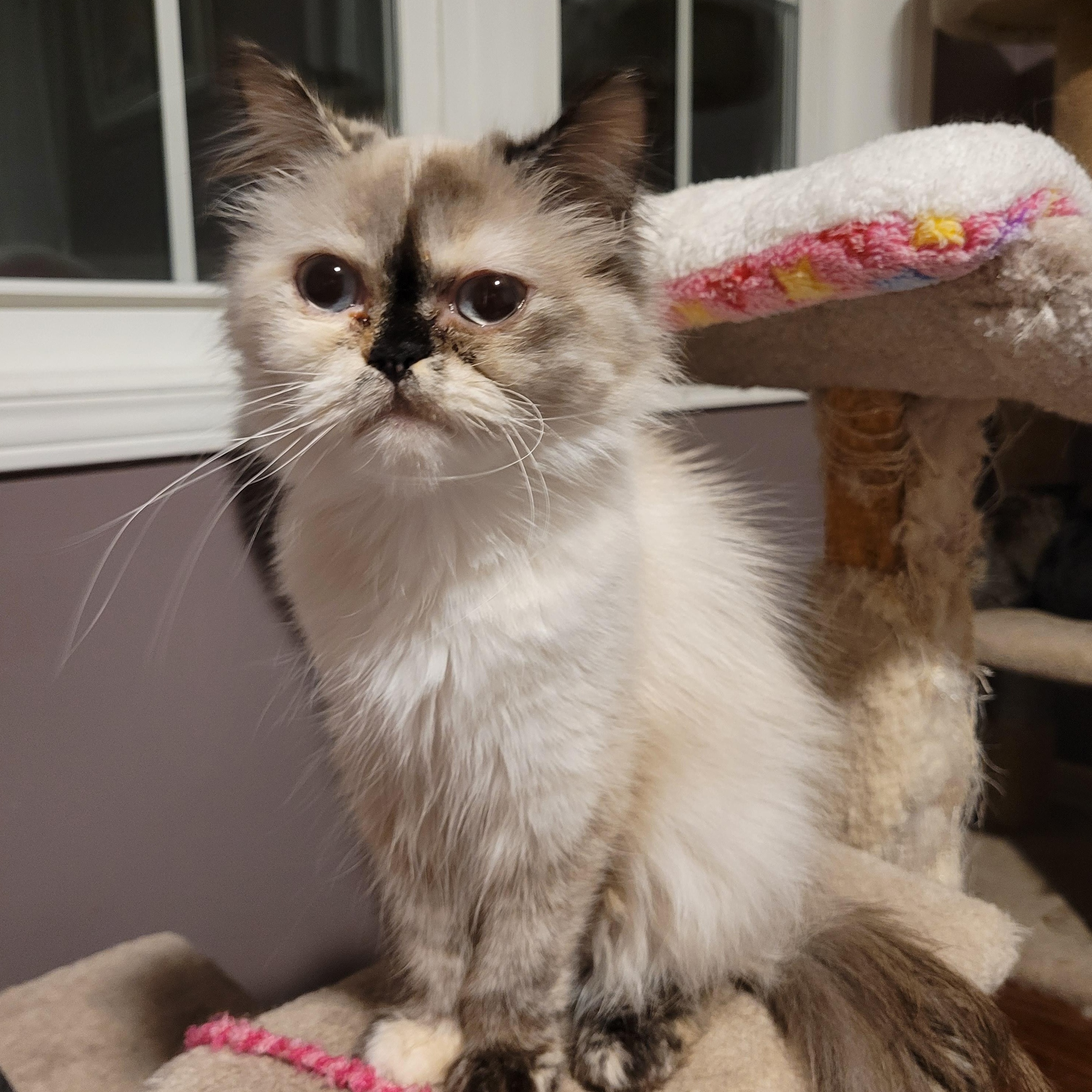 Sennah (f) Himalayan tortoise shell, an adoptable Himalayan in Ottawa, ON, K4A 0P3 | Photo Image 1