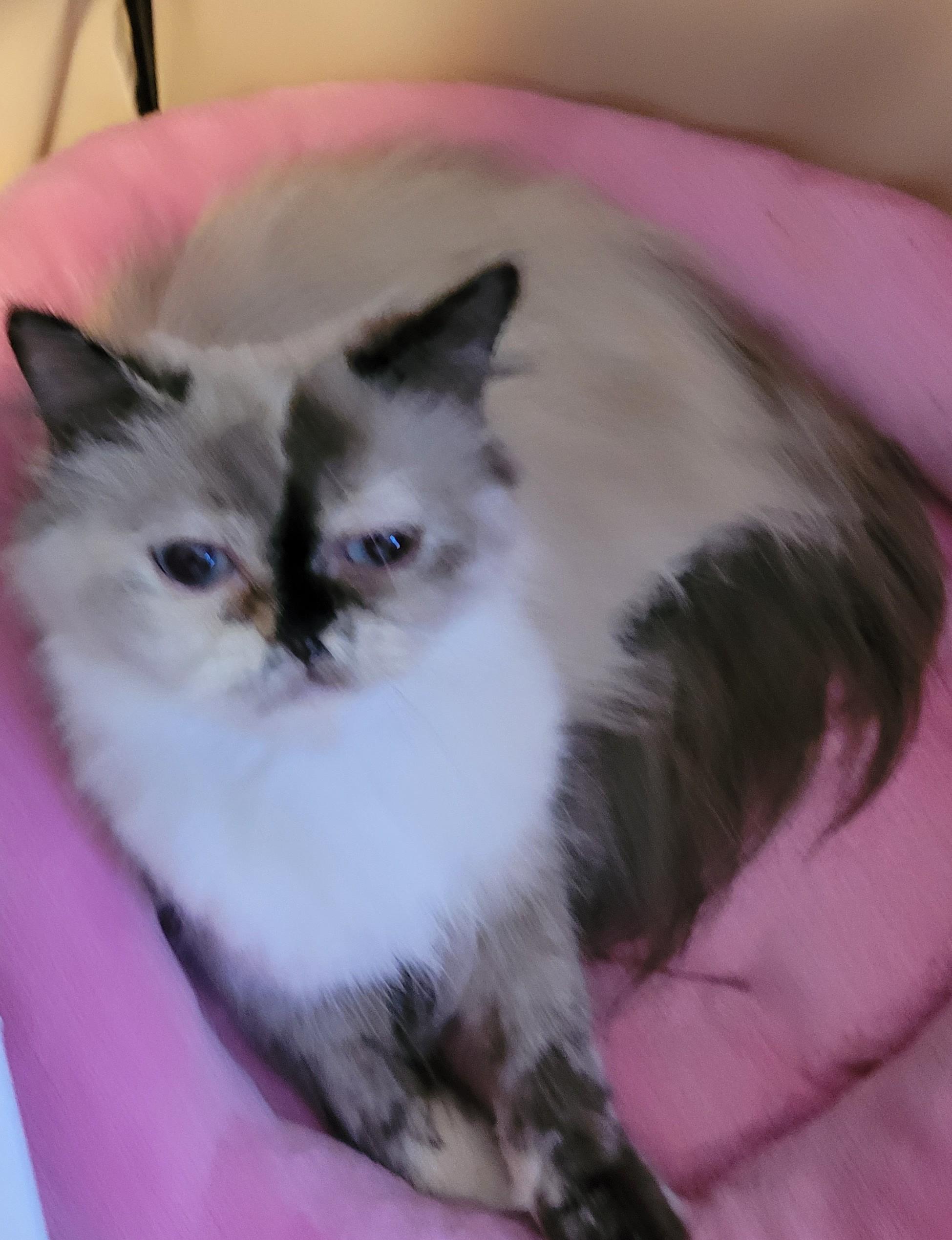 Sennah (f) Himalayan tortoise shell, an adoptable Himalayan in Ottawa, ON, K4A 0P3 | Photo Image 3