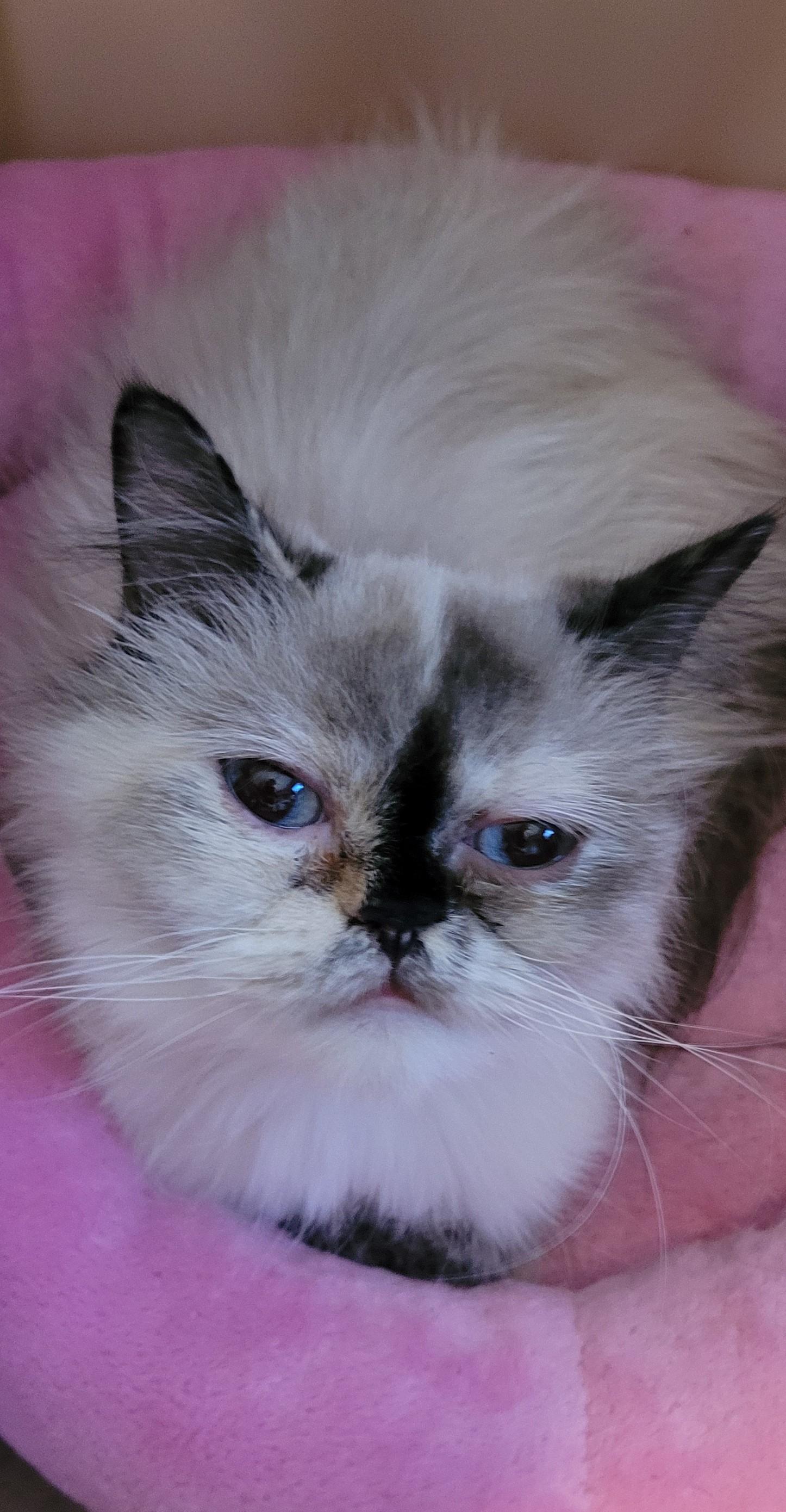 Sennah (f) Himalayan tortoise shell, an adoptable Himalayan in Ottawa, ON, K4A 0P3 | Photo Image 5