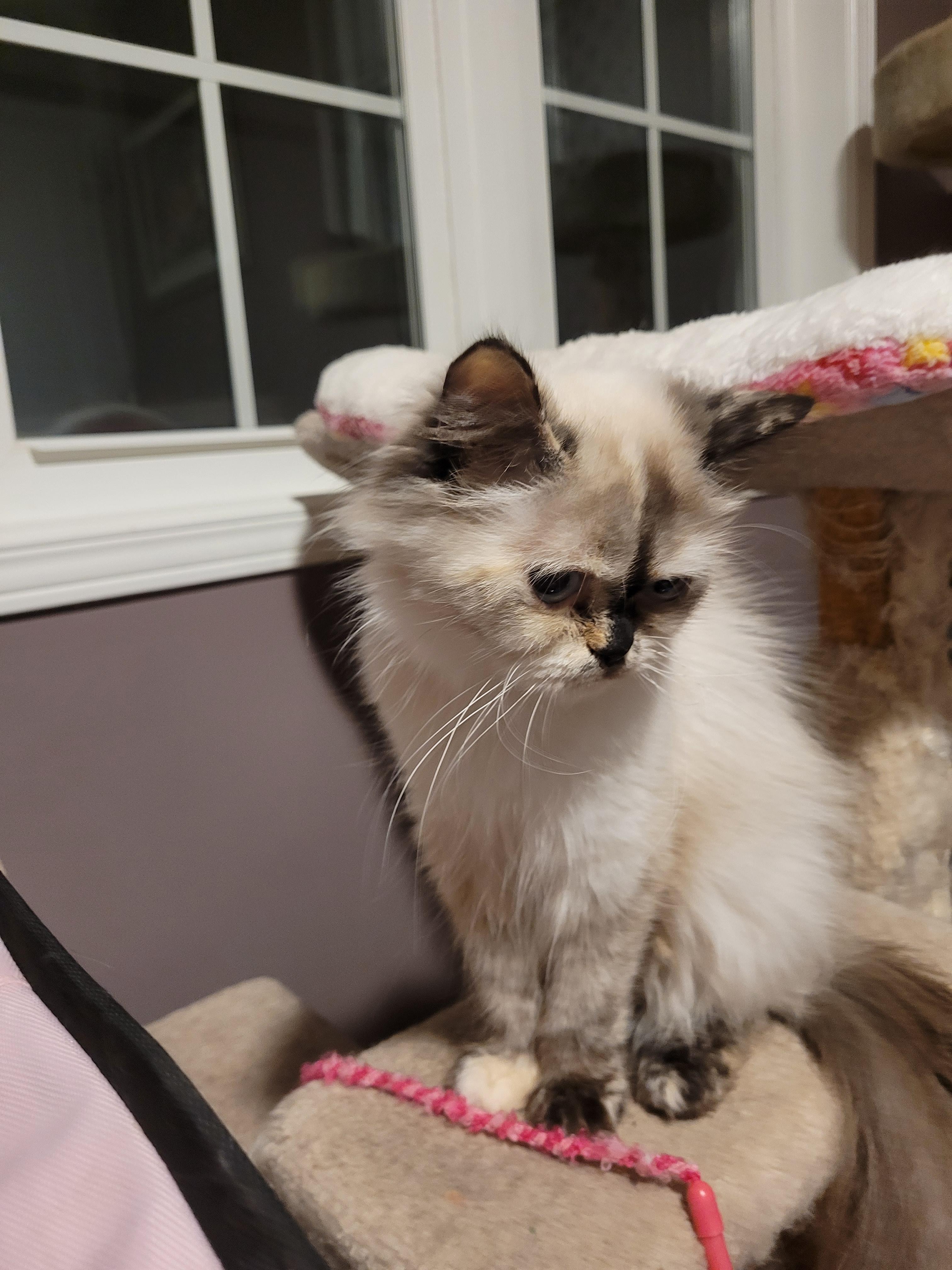 Sennah (f) Himalayan tortoise shell, an adoptable Himalayan in Ottawa, ON, K4A 0P3 | Photo Image 4