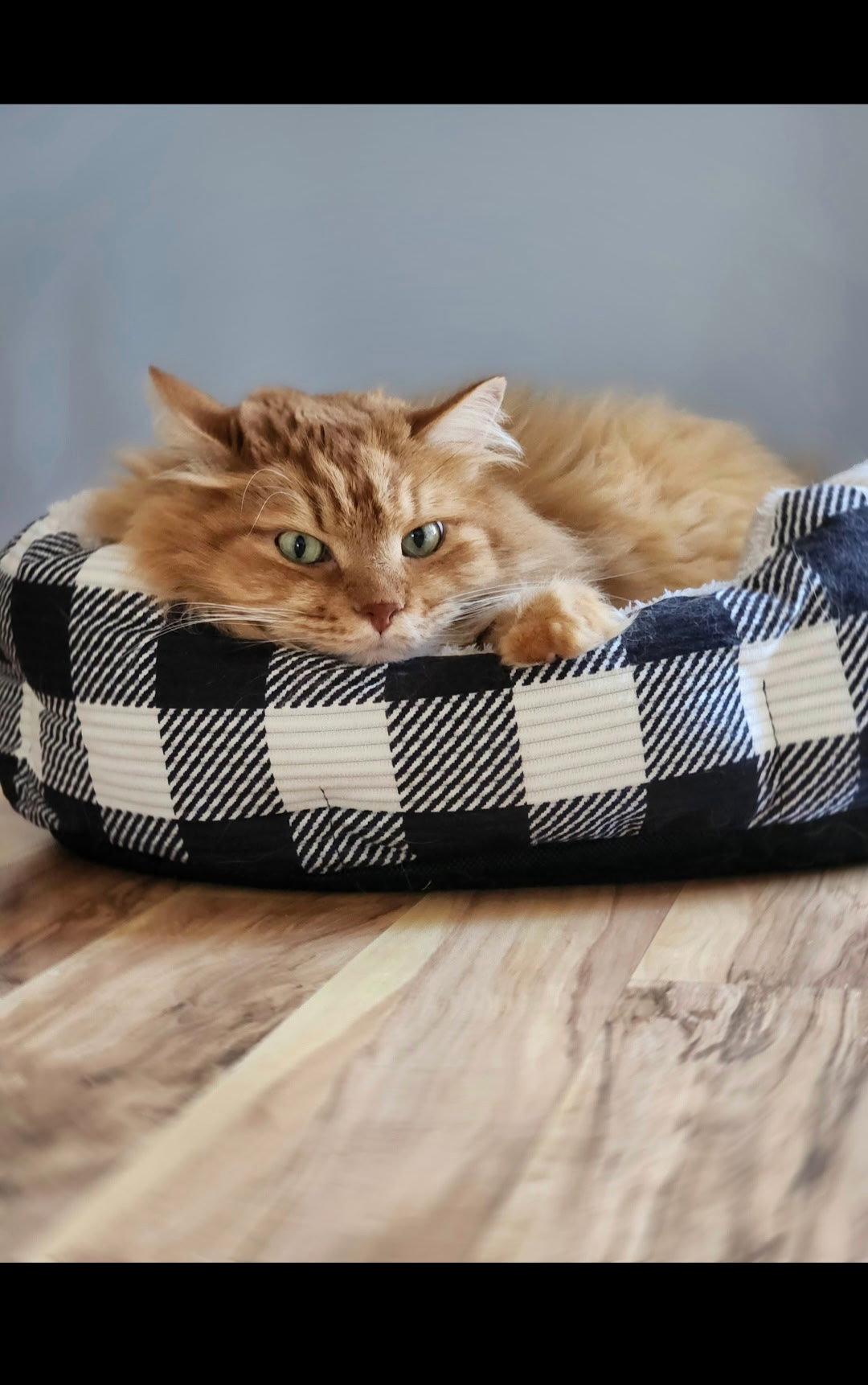 Alexi Johnson, ADOPTABLE, Senior • Male, Siberian.