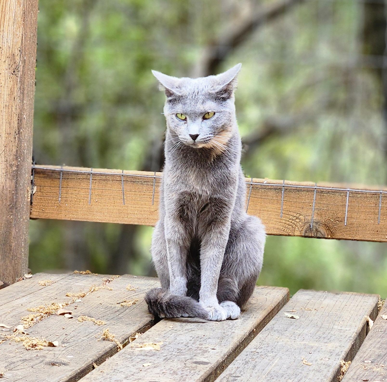 Patches 0124, Adoptable, Young Female Domestic Short Hair.