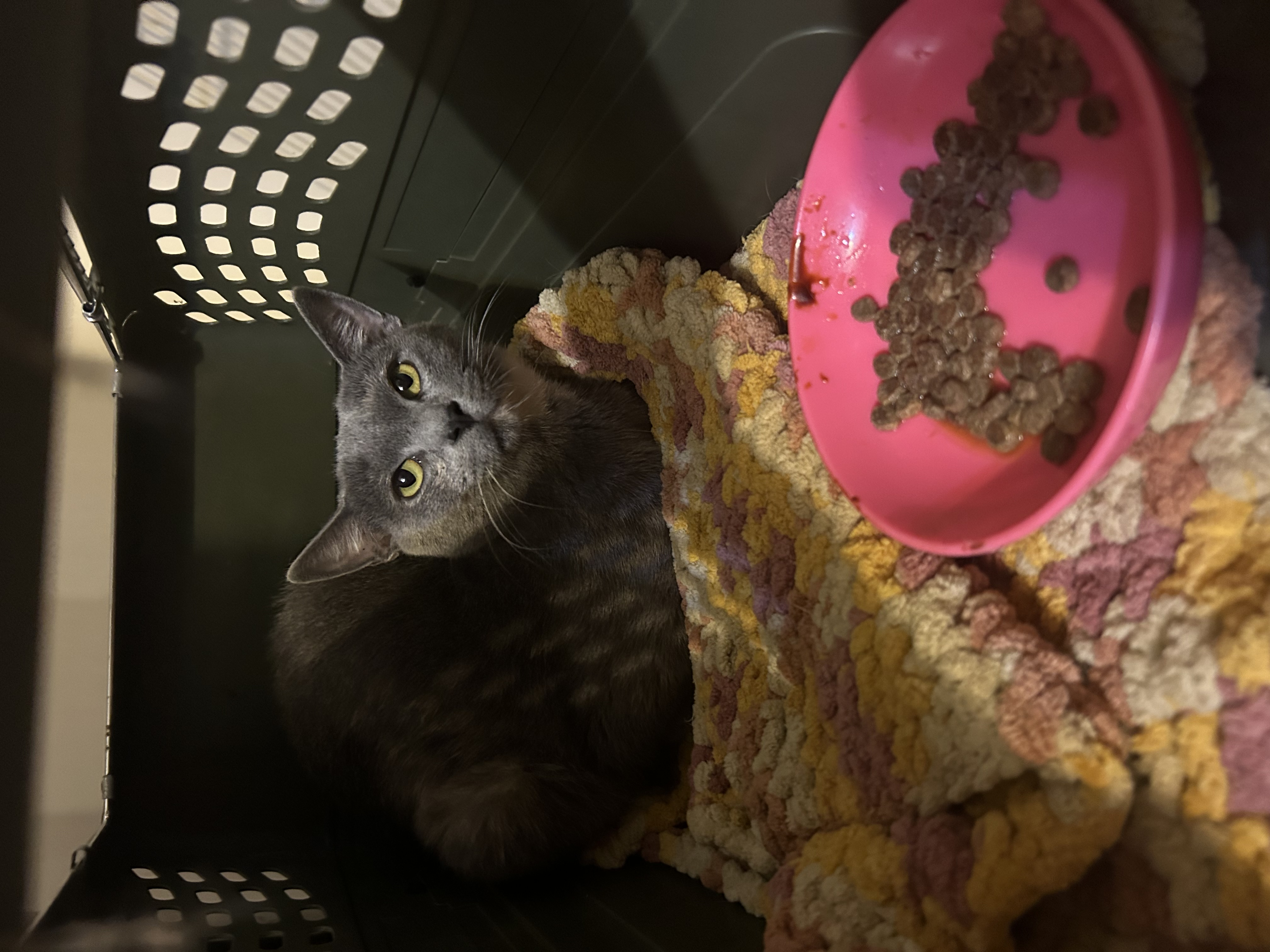 Enlarge Patches 0124, a Adoptable Domestic Short Hair in Sonora, CA image 2/5