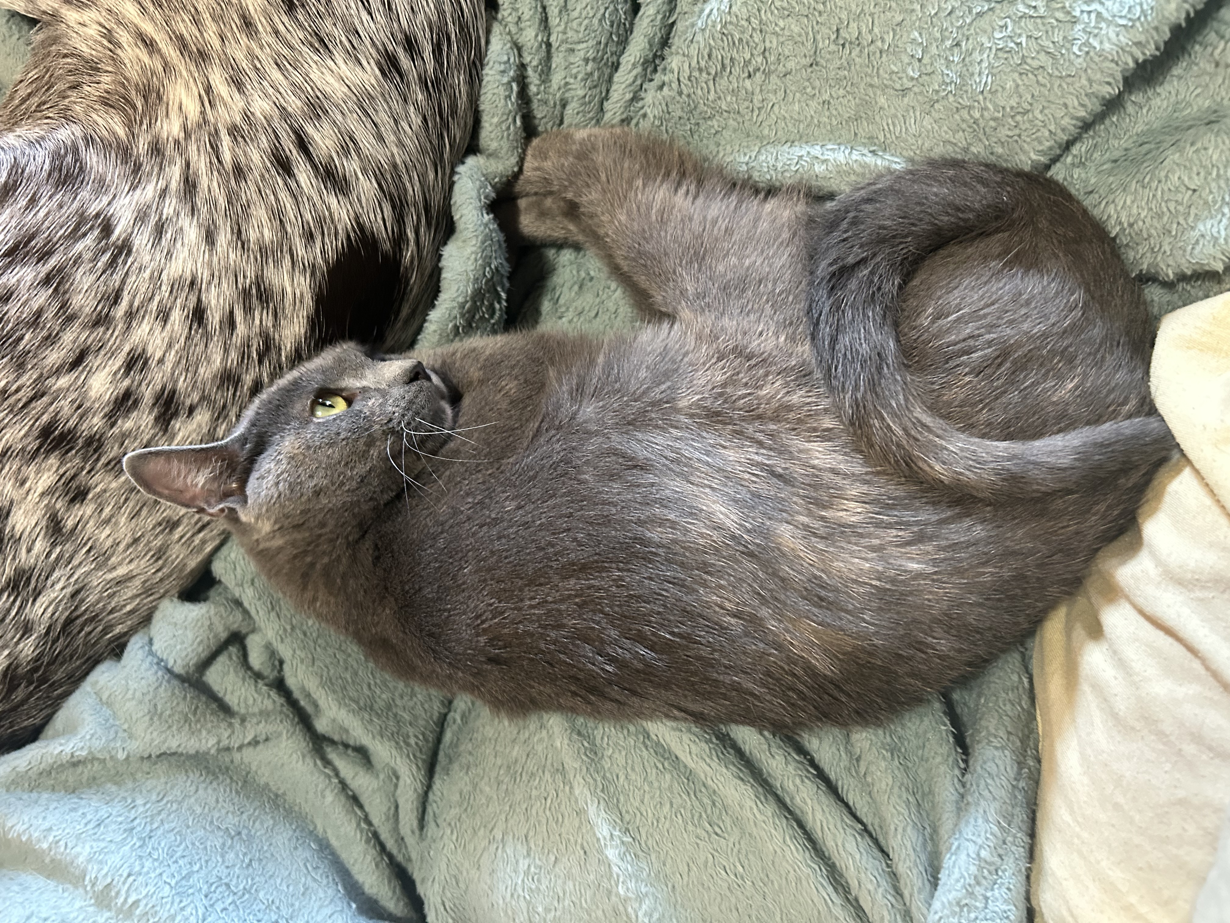 Enlarge Patches 0124, a Adoptable Domestic Short Hair in Sonora, CA image 3/5