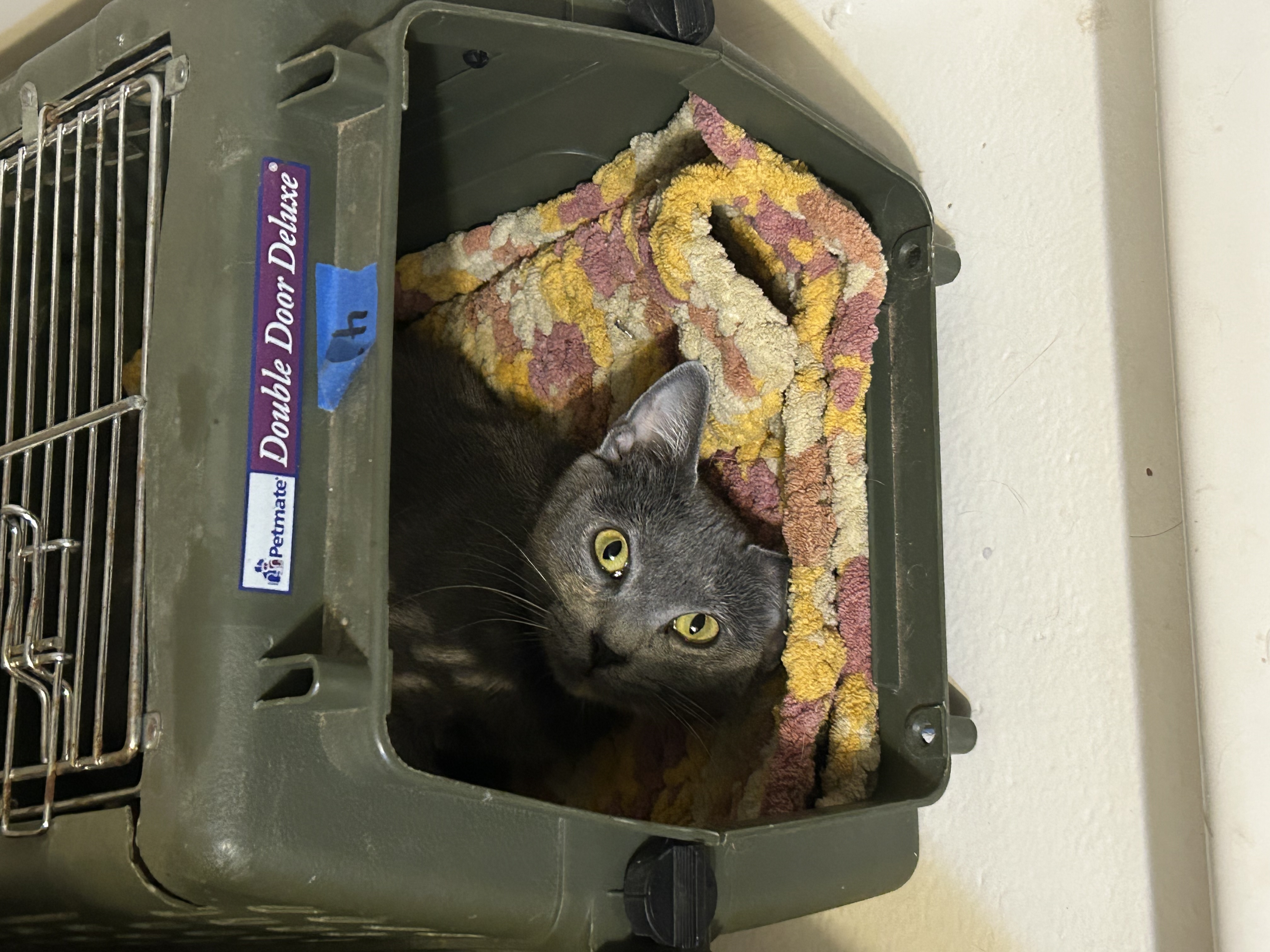 Enlarge Patches 0124, a Adoptable Domestic Short Hair in Sonora, CA image 4/5