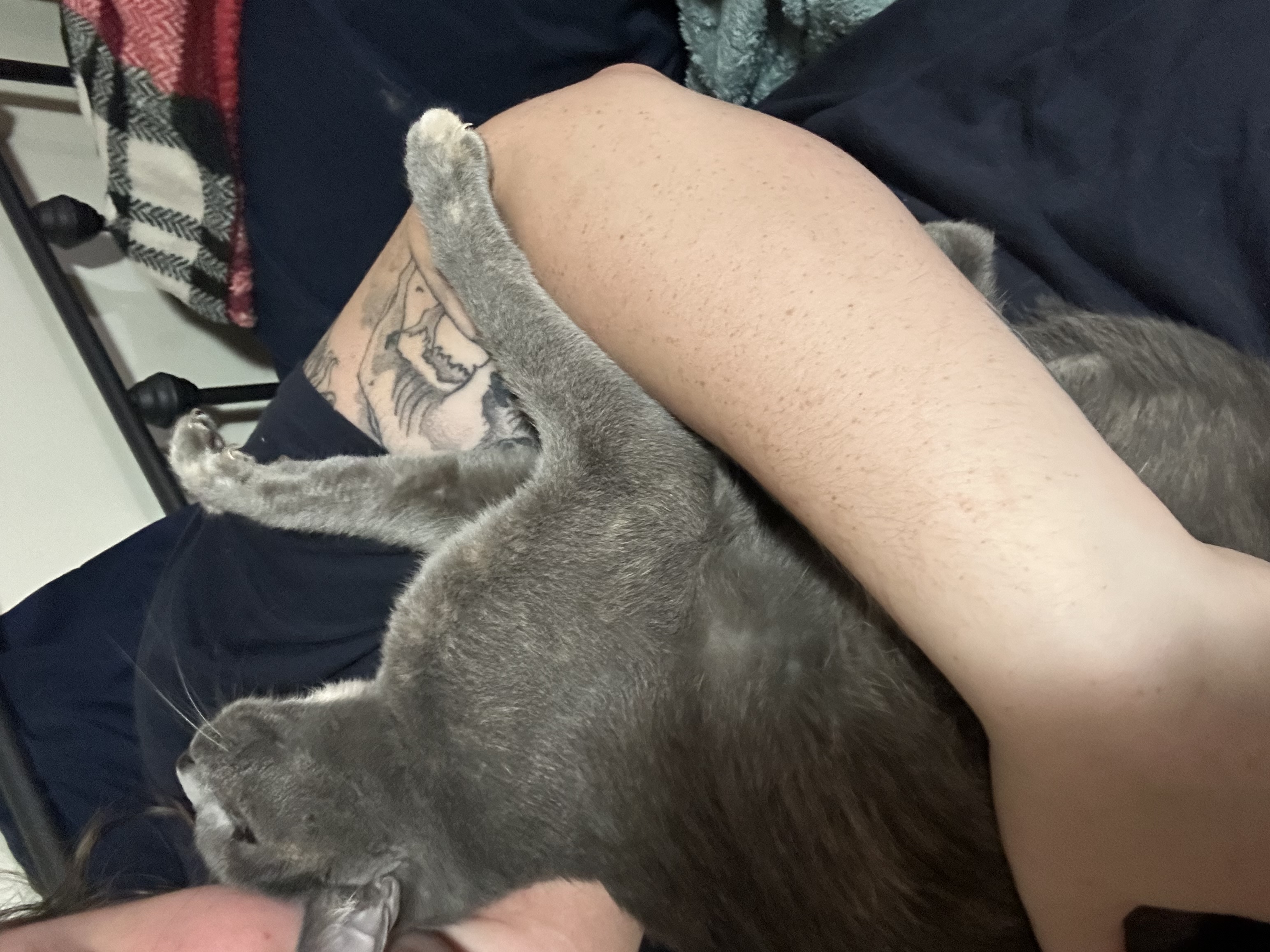 Enlarge Patches 0124, a Adoptable Domestic Short Hair in Sonora, CA image 5/5