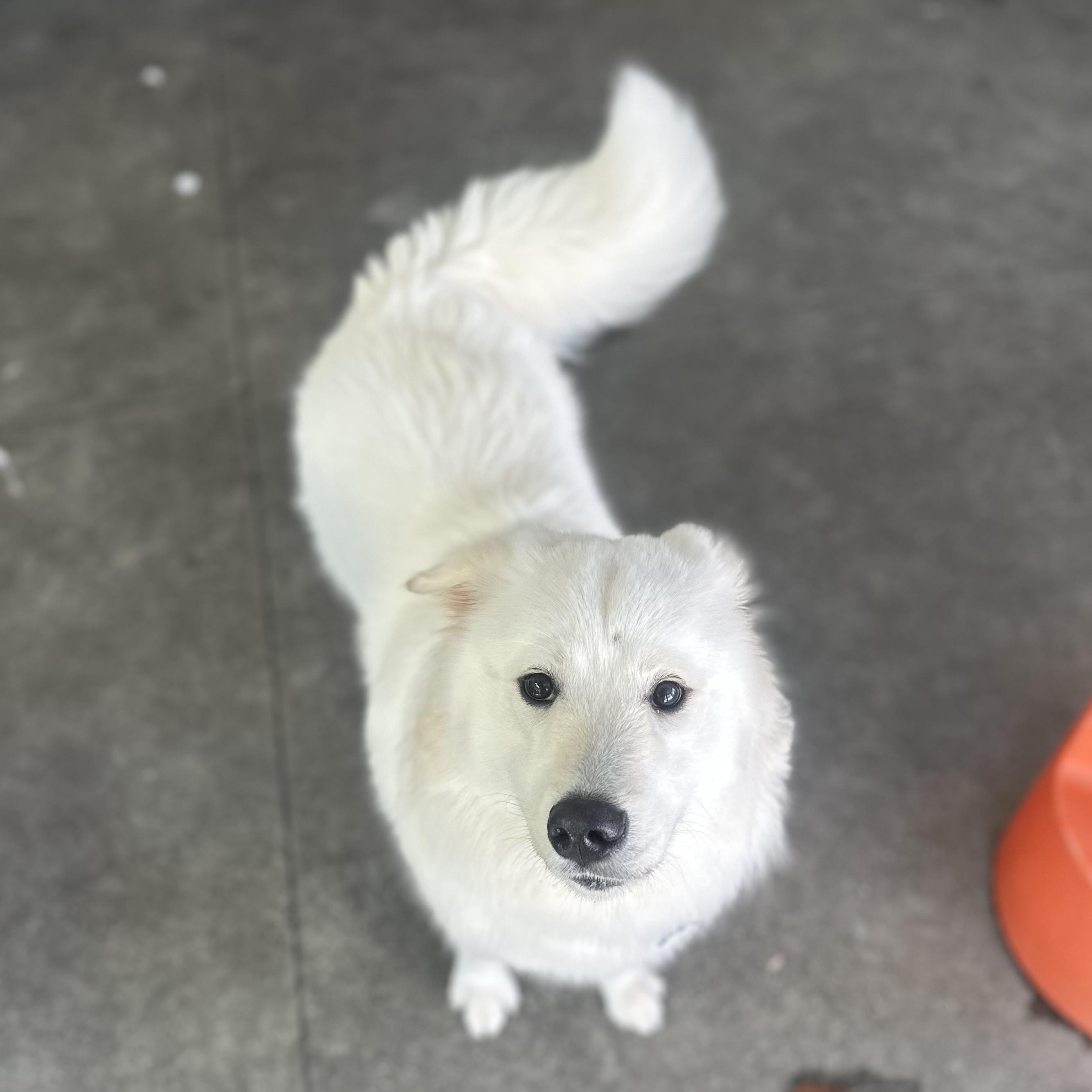 Enlarge Shareece, an adoptable mixed breed in Berkeley, CA image 5/6