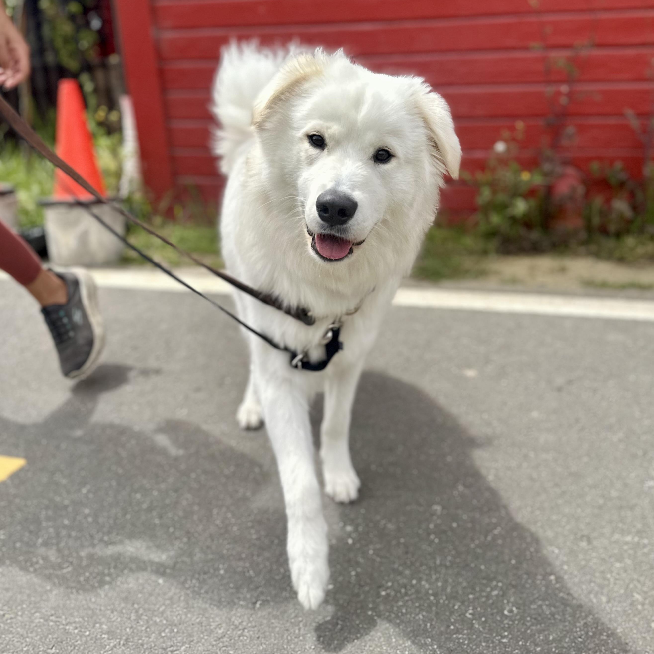 Enlarge Shareece, an adoptable mixed breed in Berkeley, CA image 1/6