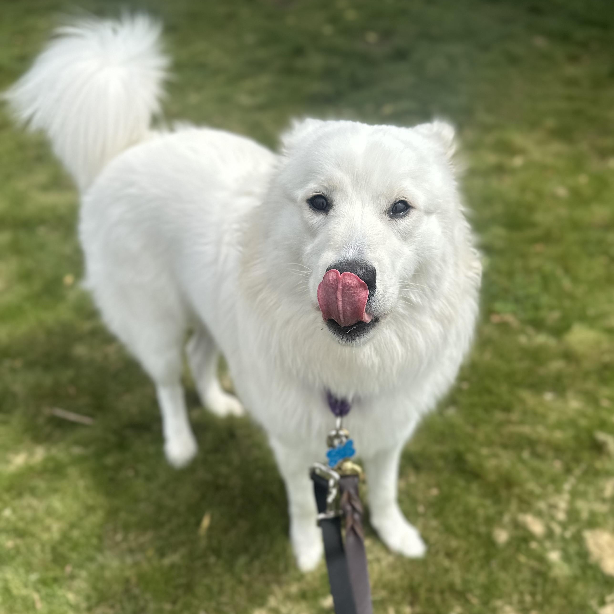 Enlarge Shareece, an adoptable mixed breed in Berkeley, CA image 6/6