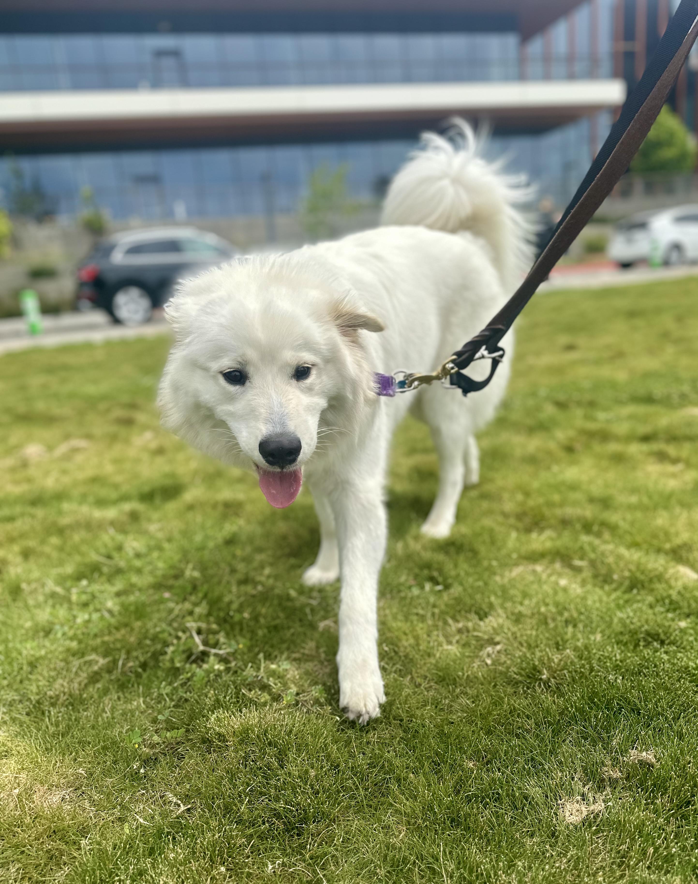 Enlarge Shareece, an adoptable mixed breed in Berkeley, CA image 3/6