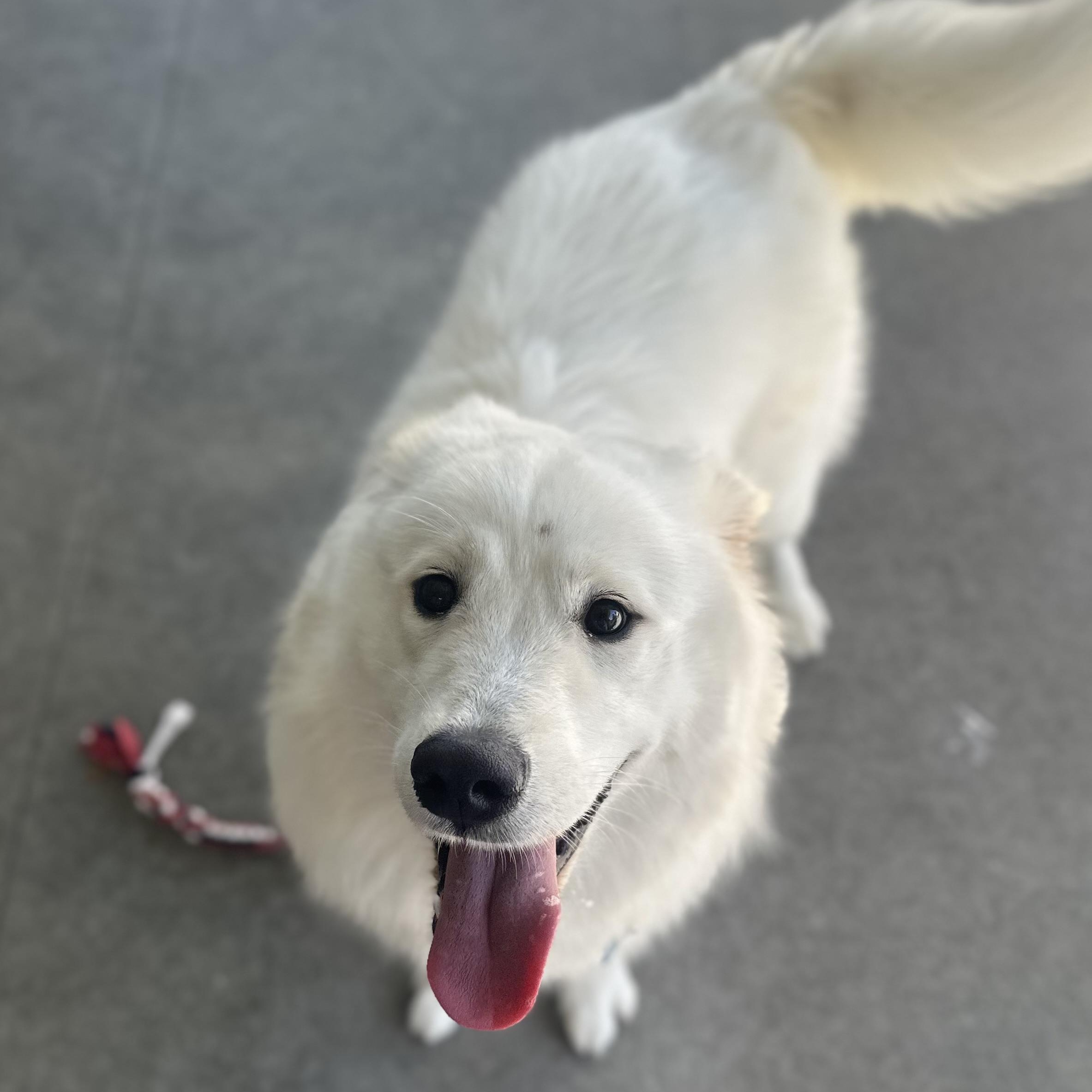 Enlarge Shareece, an adoptable mixed breed in Berkeley, CA image 4/6