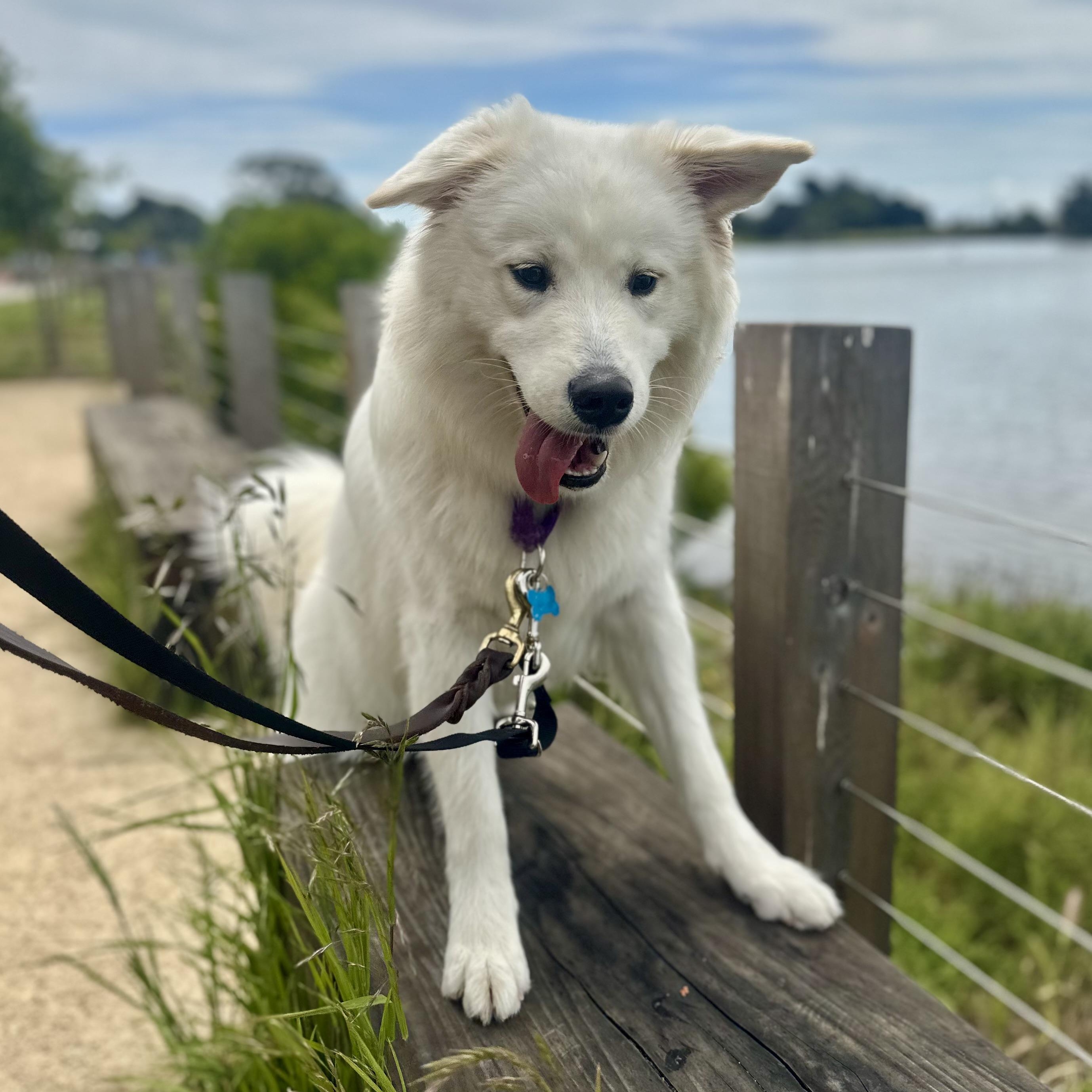 Enlarge Shareece, an adoptable mixed breed in Berkeley, CA image 2/6
