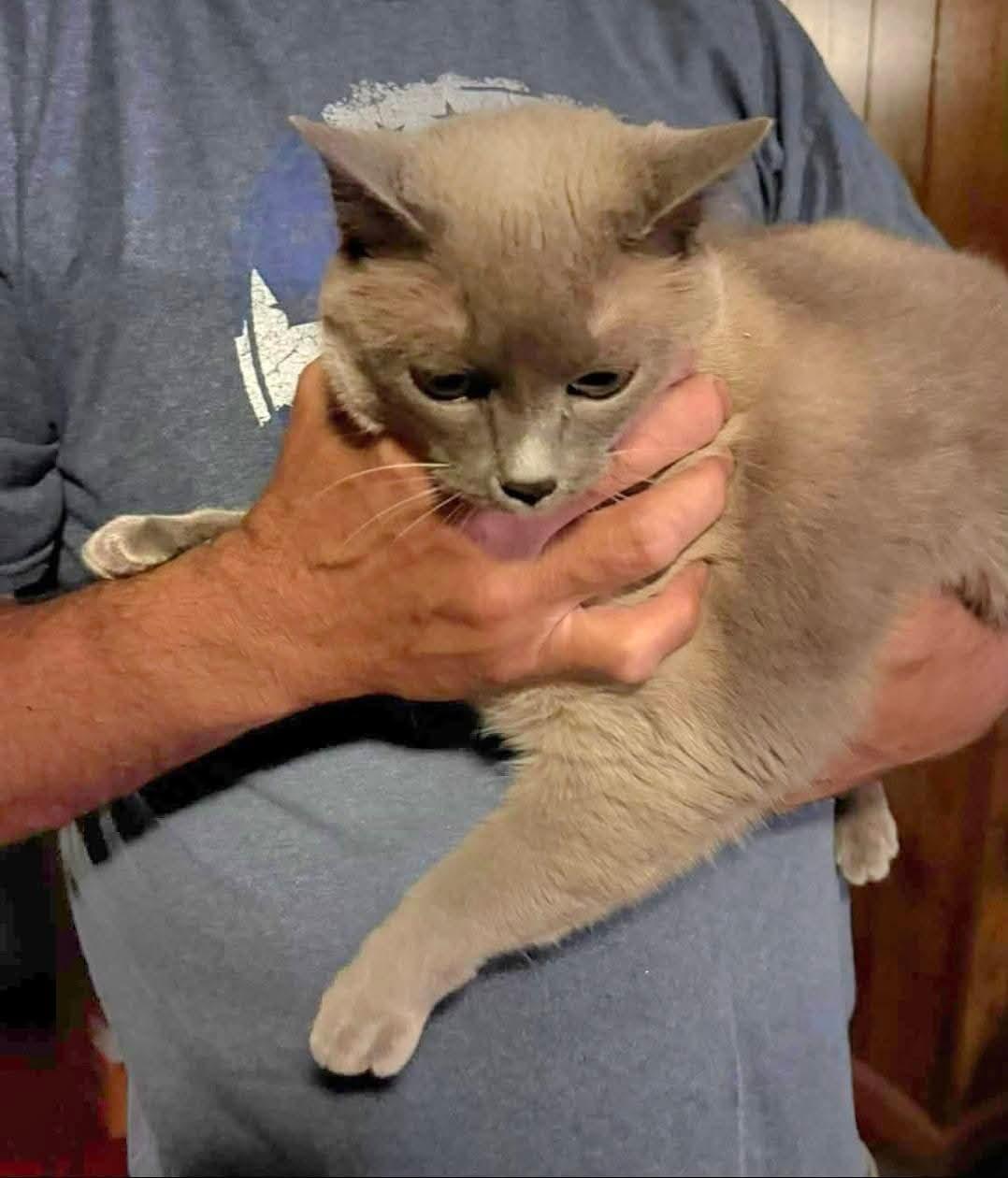 Enlarge Snowball, a Adoptable Siamese in Morganton, NC image 3/4