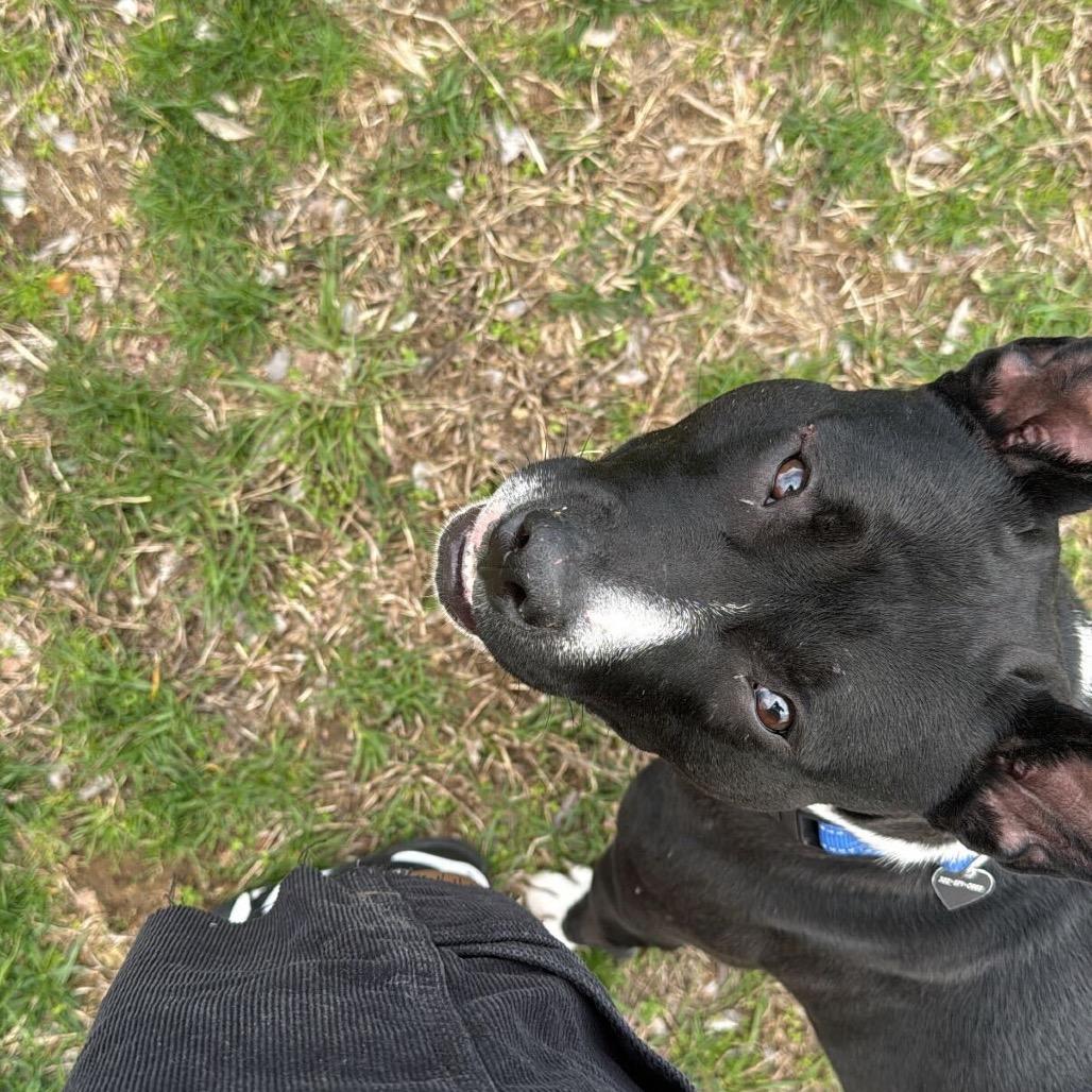 Little Baby, a Adoptable Pit Bull Terrier in Wilmington, DE image 1/6