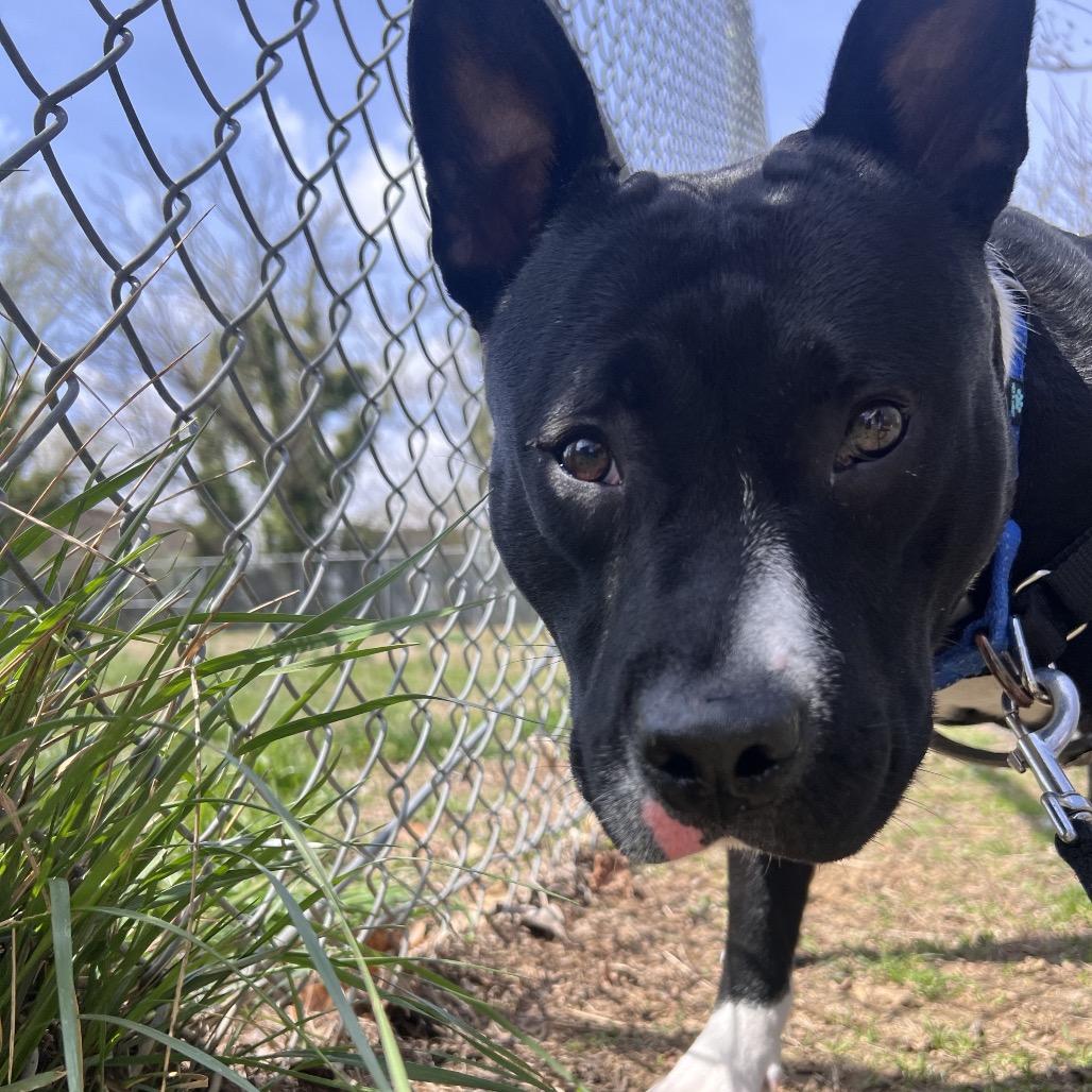Little Baby, a Adoptable Pit Bull Terrier in Wilmington, DE image 2/6