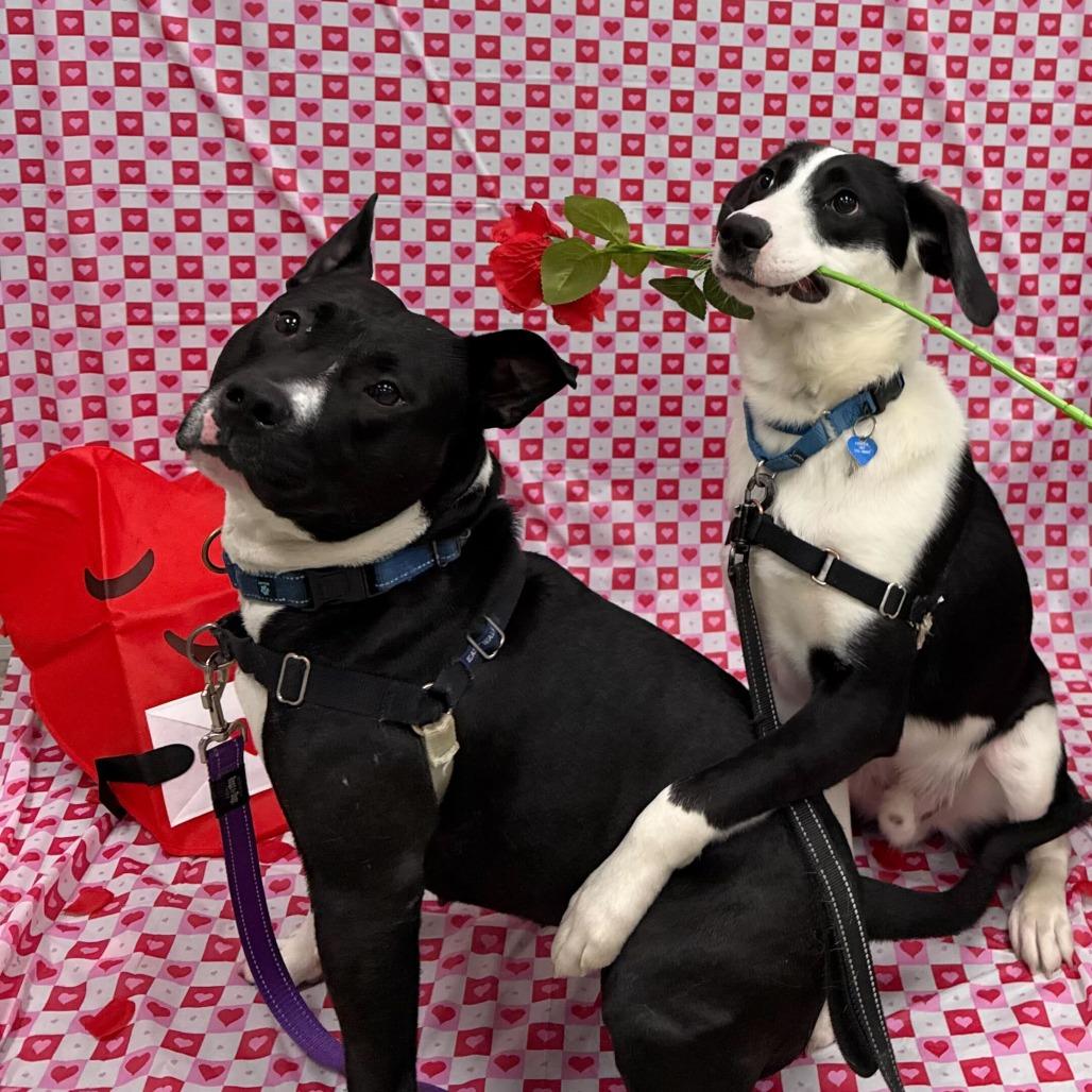 Little Baby, a Adoptable Pit Bull Terrier in Wilmington, DE image 3/6