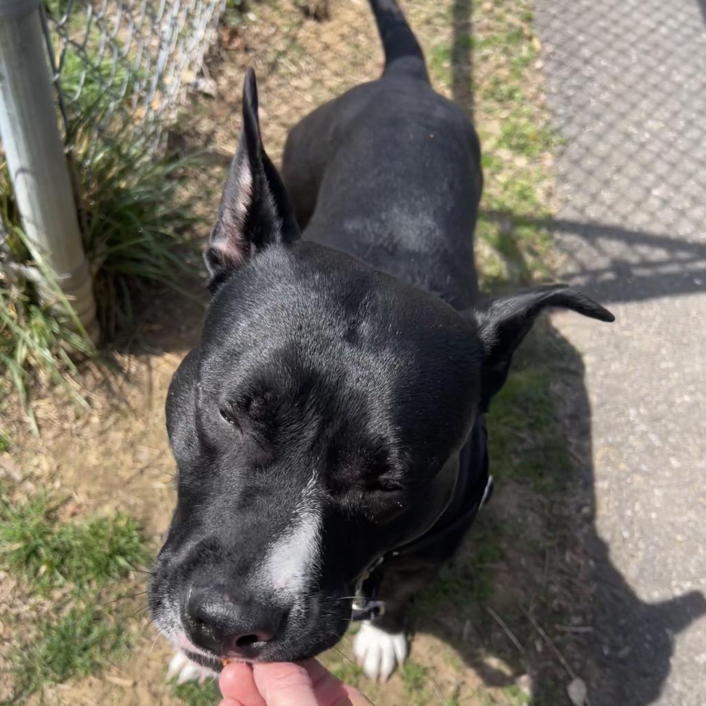 Little Baby, a Adoptable Pit Bull Terrier in Wilmington, DE image 4/6