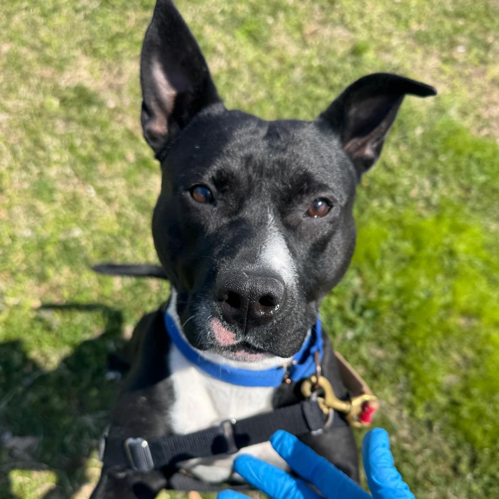Little Baby, a Adoptable Pit Bull Terrier in Wilmington, DE image 5/6