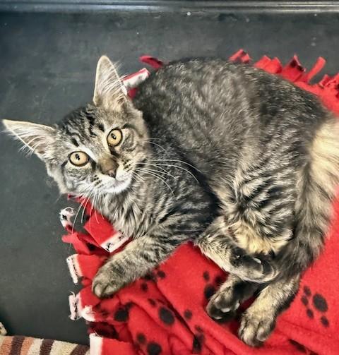 Agner, adopted, Kitten Male Domestic Medium Hair.