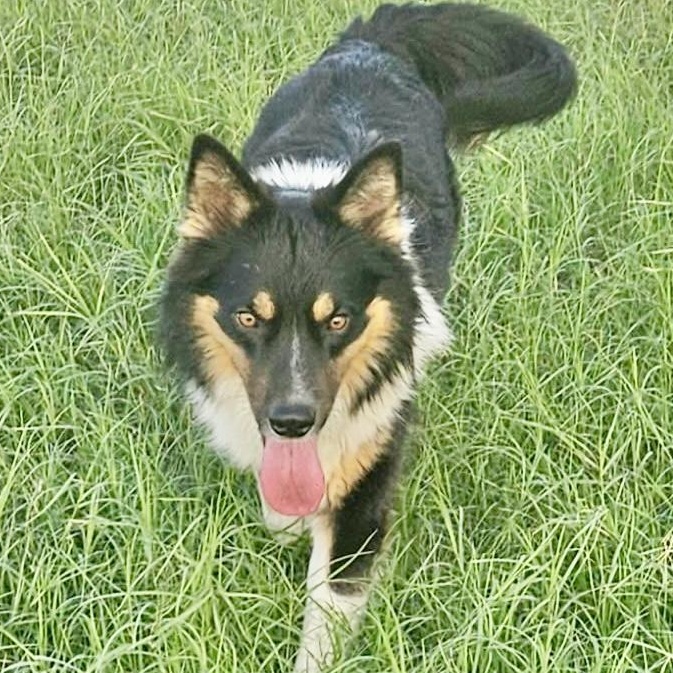 Enlarge Zoom, a Adoptable mixed breed in Latham, NY image 4/6