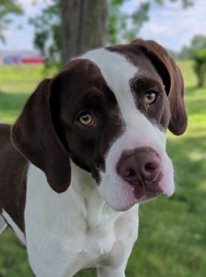 Coco, ADOPTABLE, Young Female Hound.