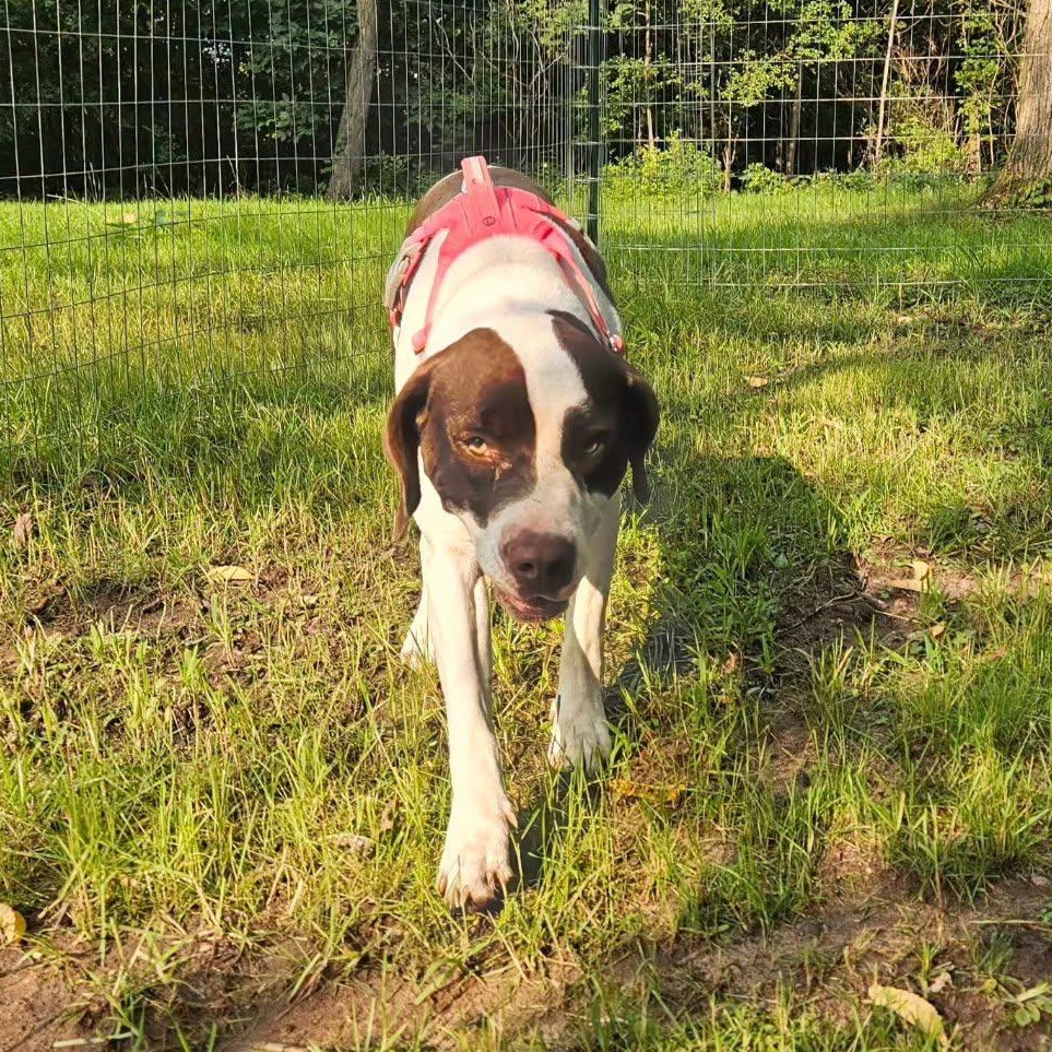 Coco, a ADOPTABLE mixed breed in Sauk City, WI image 4/4