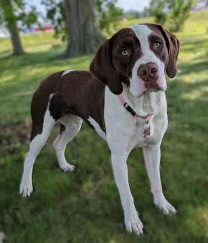 Coco, a ADOPTABLE mixed breed in Sauk City, WI image 3/4