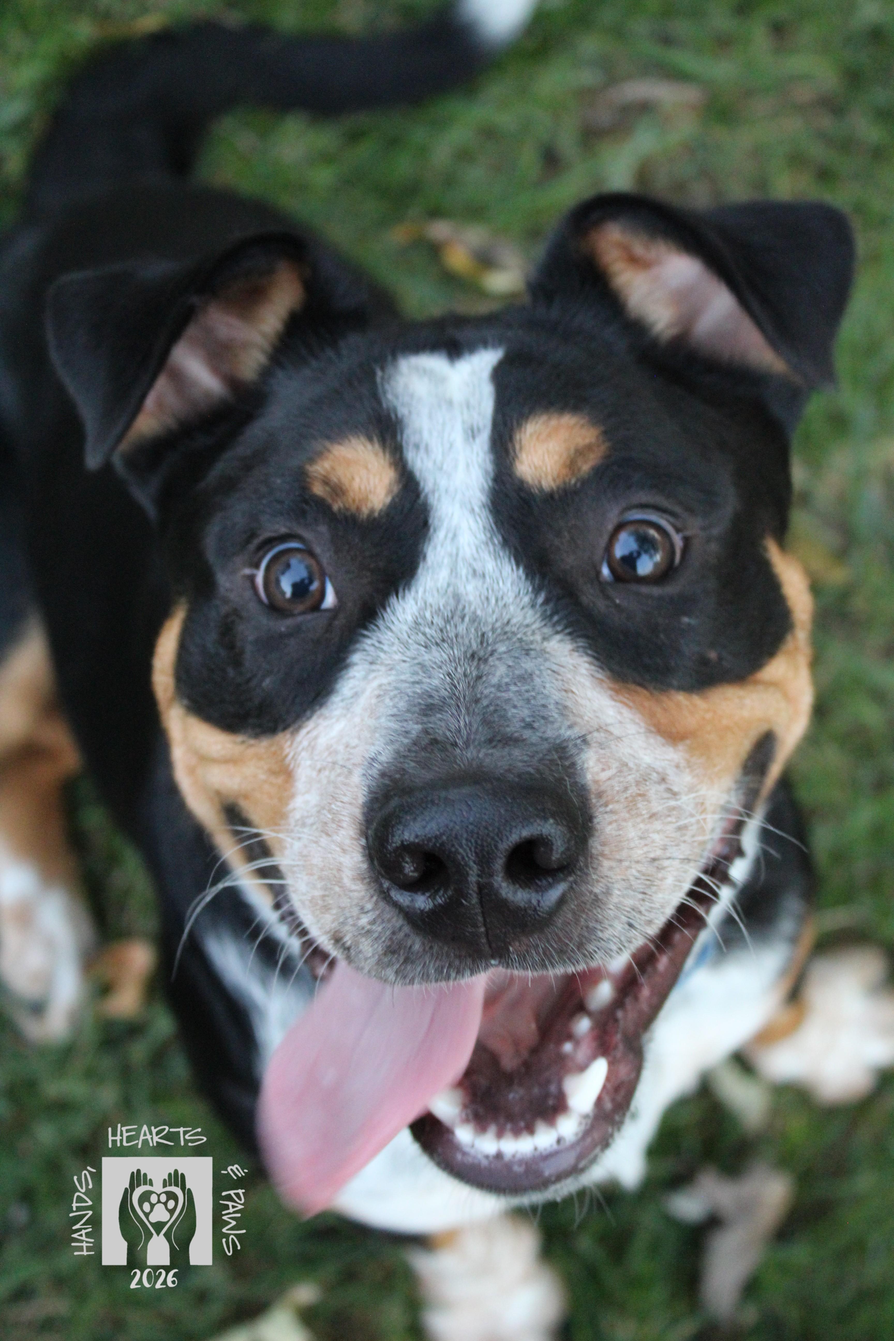 Enlarge Odie, a Adoptable mixed breed in Omaha, NE image 1/3