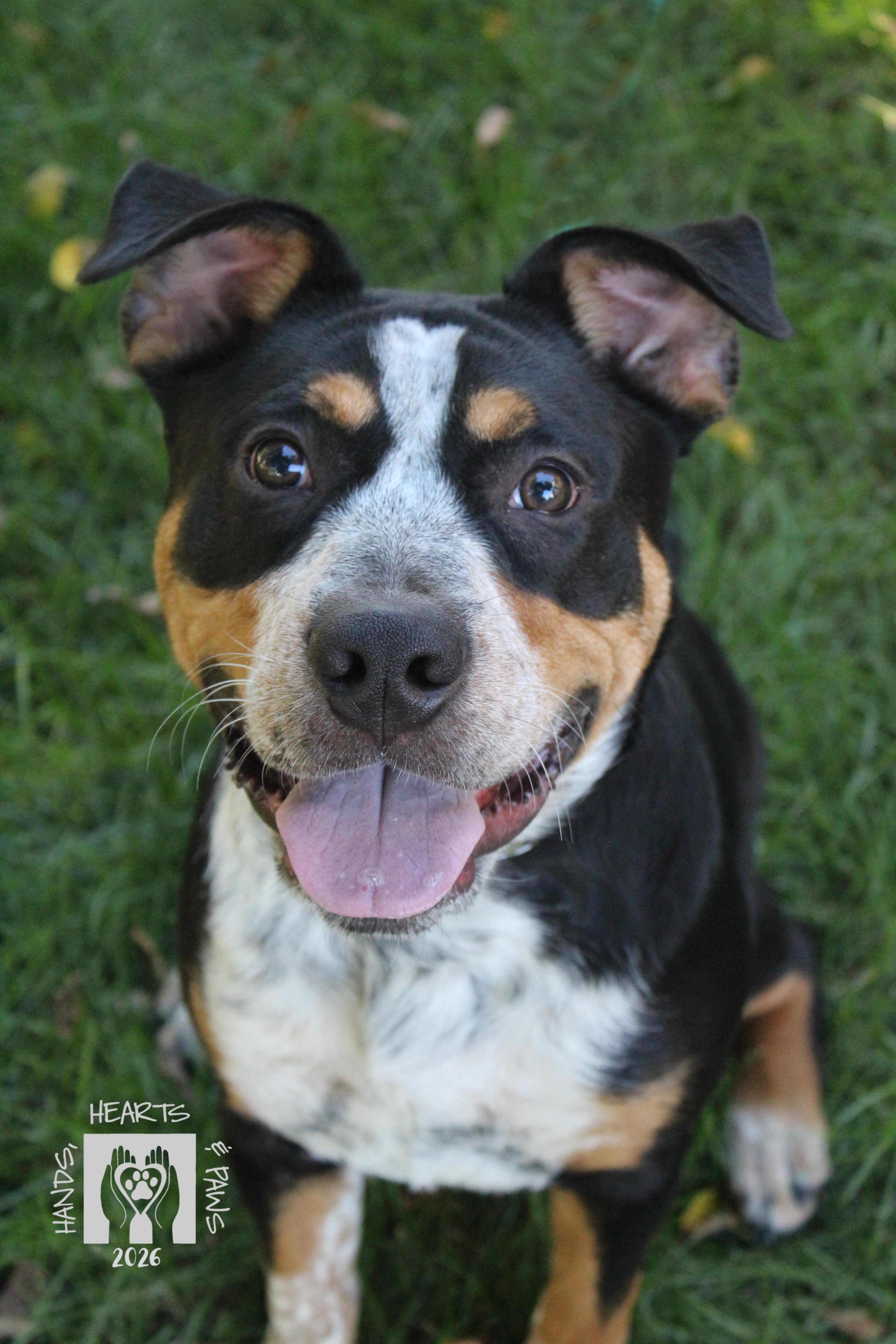 Enlarge Odie, a Adoptable mixed breed in Omaha, NE image 3/3