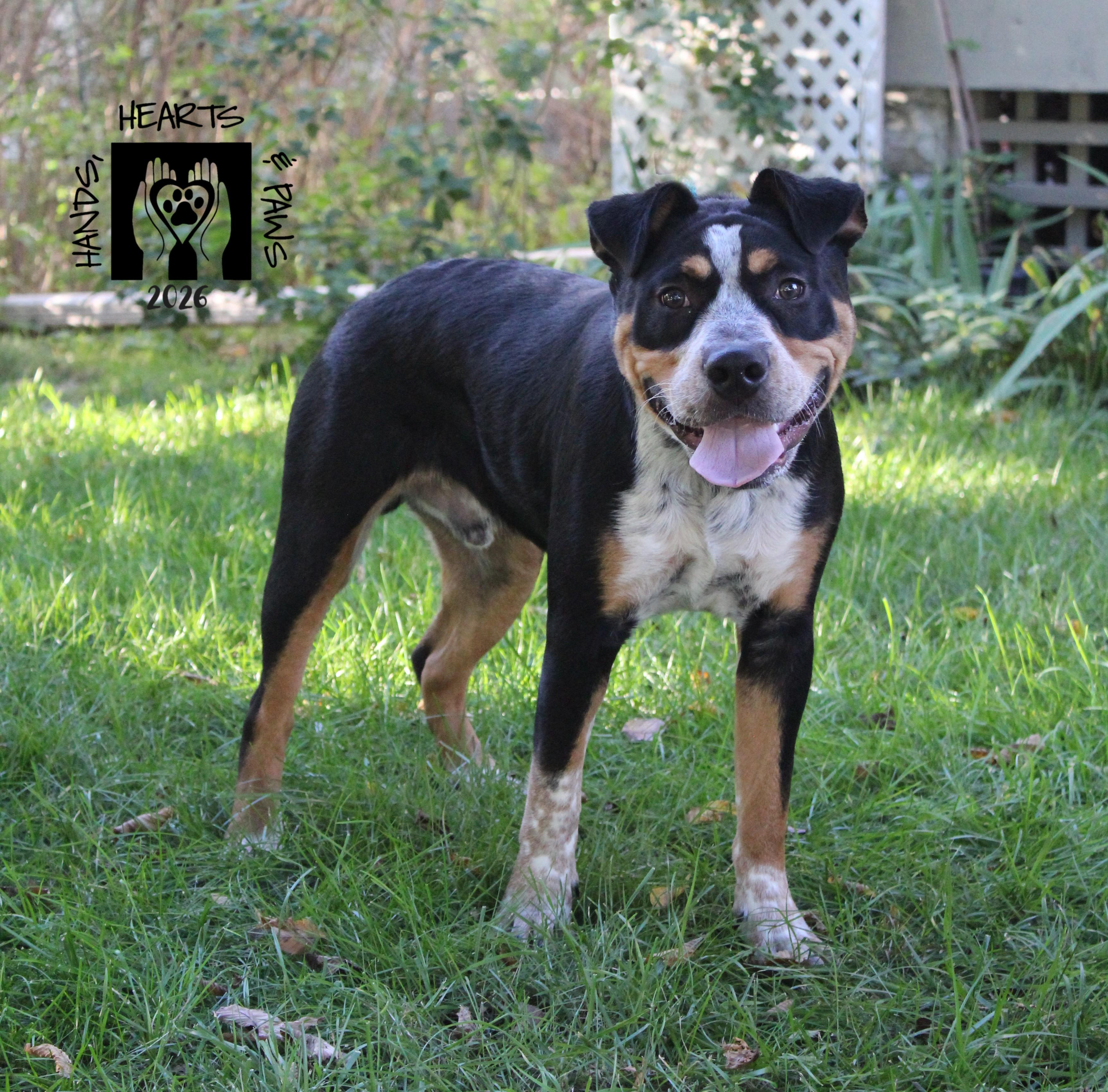 Enlarge Odie, a Adoptable mixed breed in Omaha, NE image 2/3