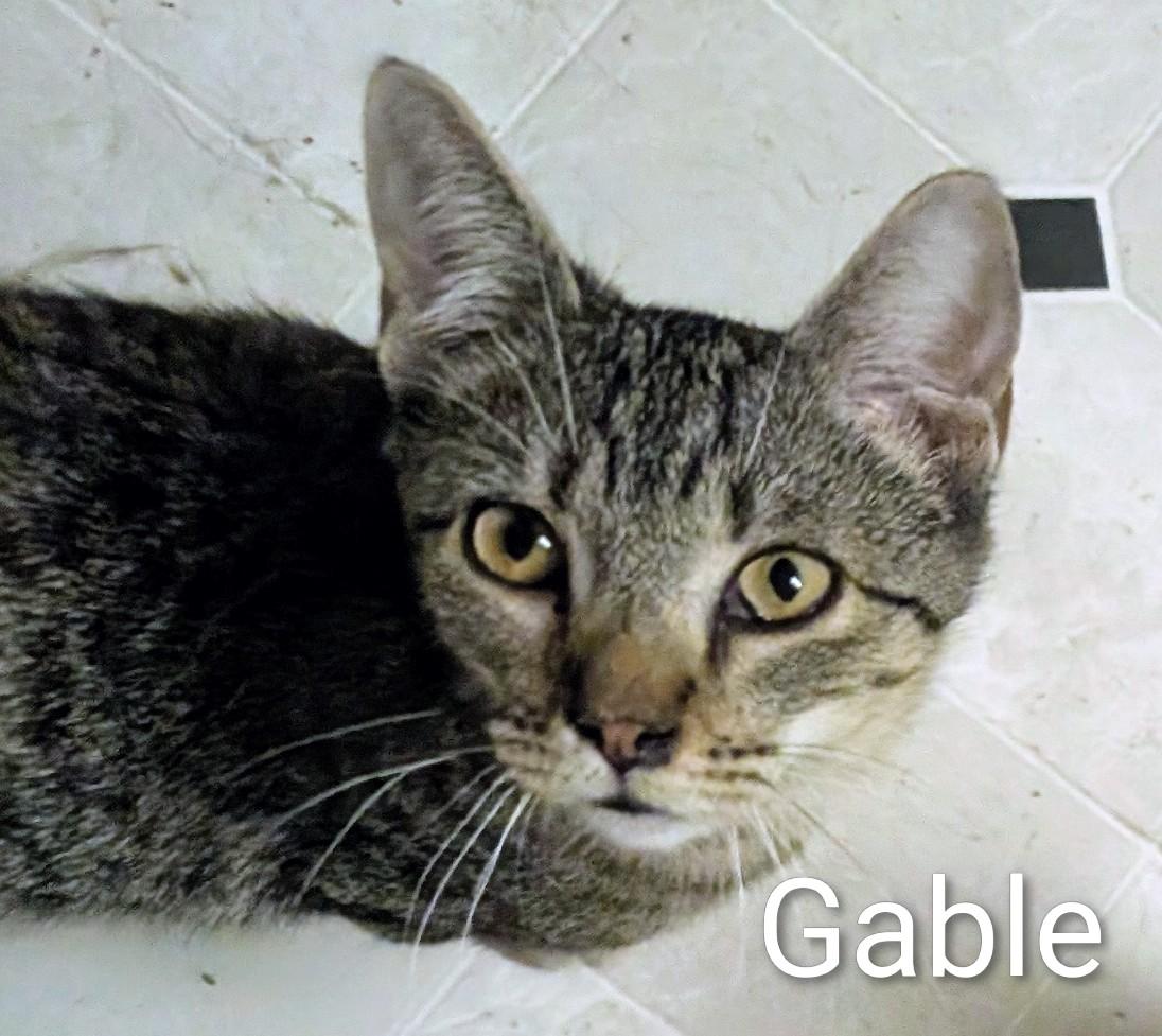Gable, Adoptable, Young Male Domestic Short Hair.