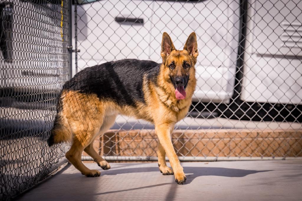 Shadow, Adoptable, Young Male German Shepherd Dog.