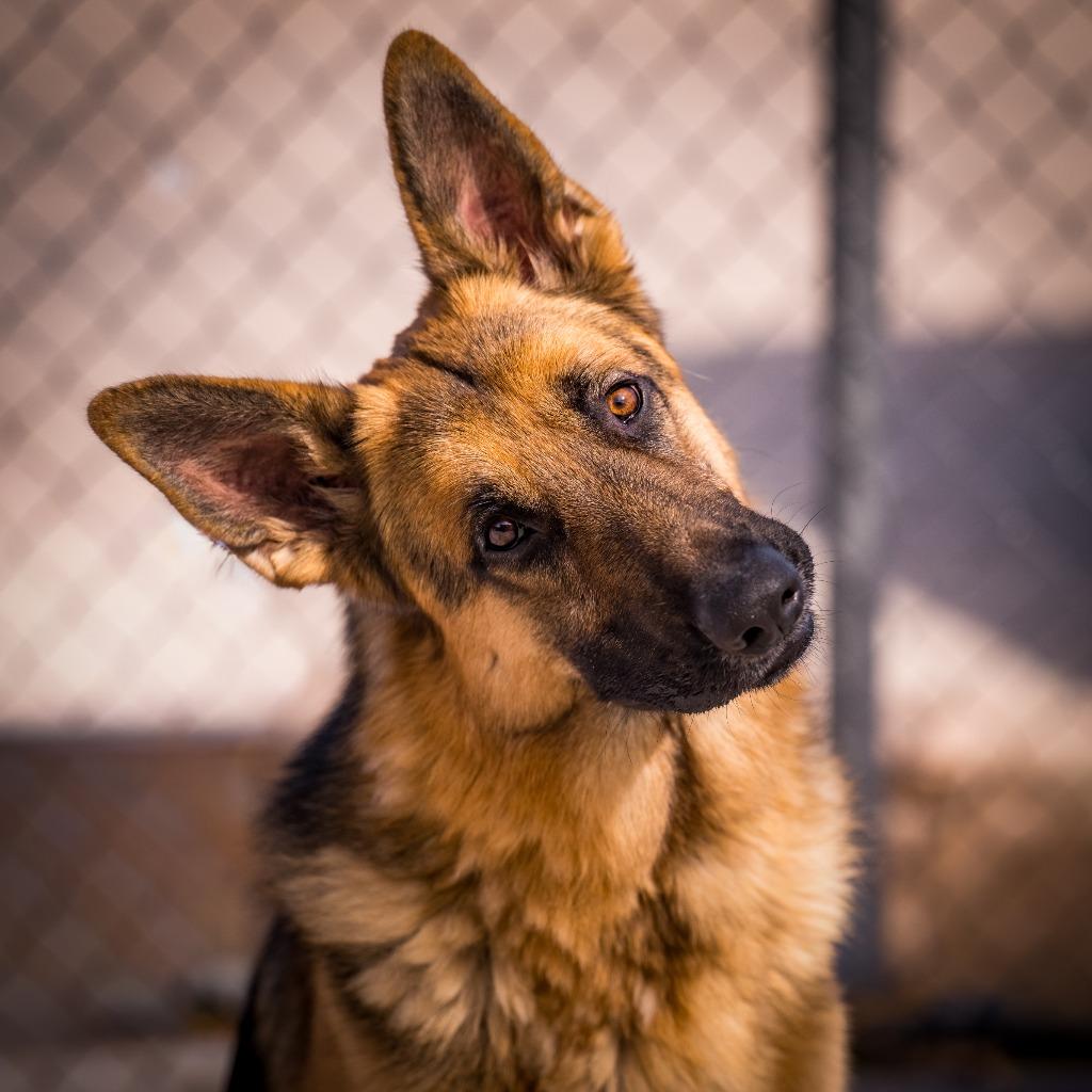 Shadow, a Adoptable mixed breed in Twentynine Palms, CA image 2/5