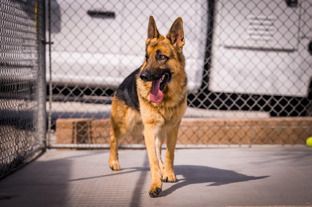 Shadow, a Adoptable mixed breed in Twentynine Palms, CA image 3/5