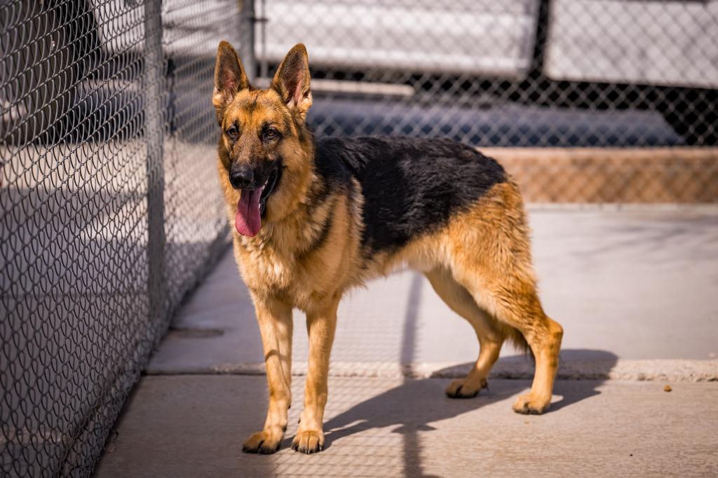 Shadow, a Adoptable mixed breed in Twentynine Palms, CA image 4/5