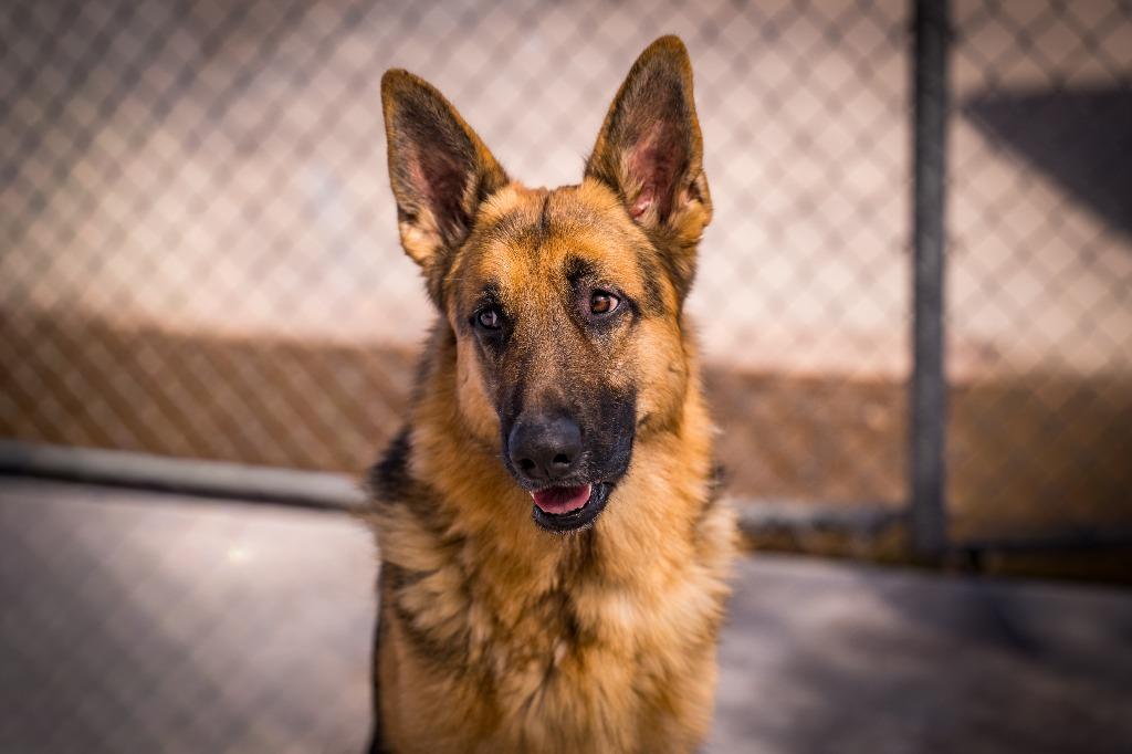 Shadow, a Adoptable mixed breed in Twentynine Palms, CA image 5/5