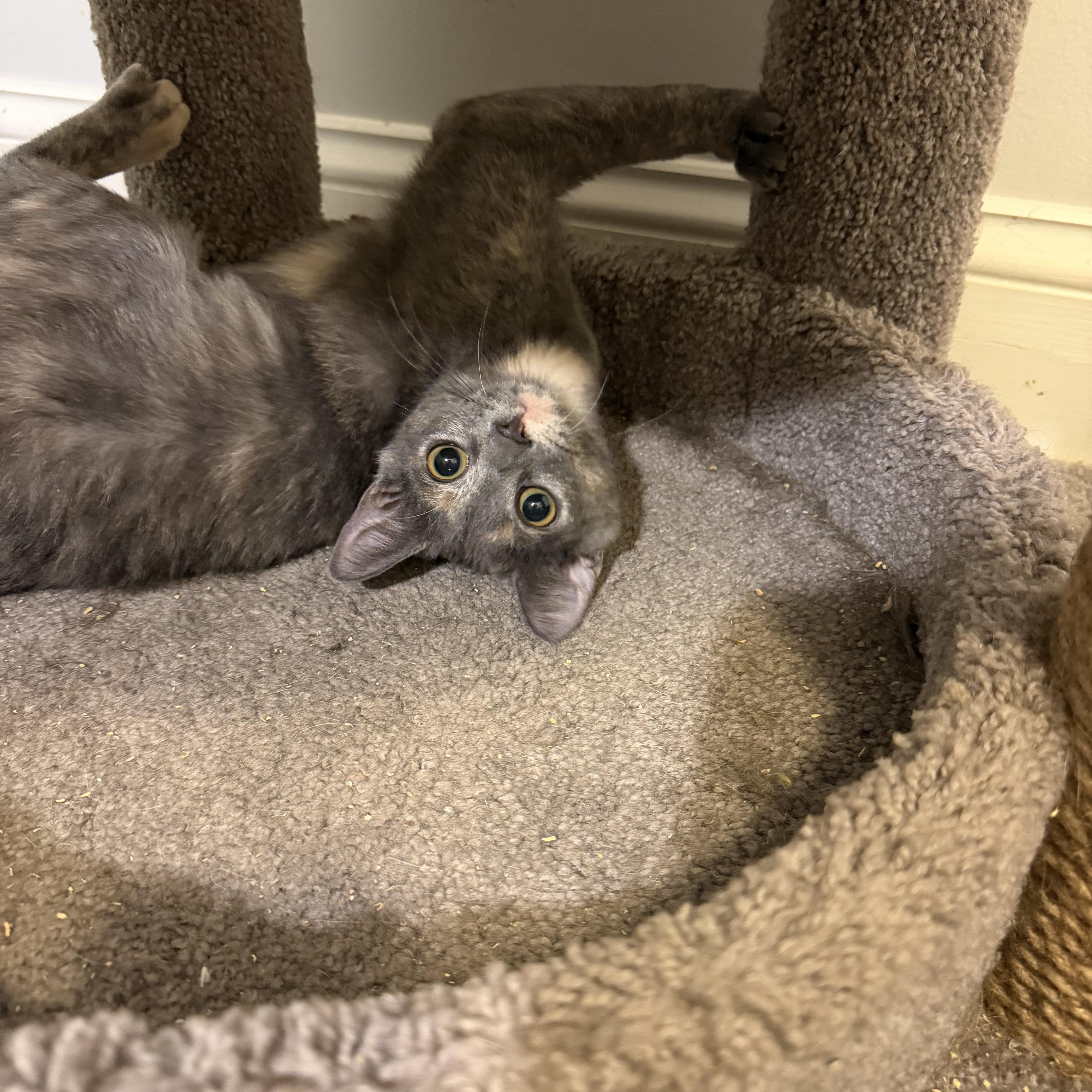 Enlarge CLARA, a Adoptable Domestic Short Hair in Hamilton, NJ image 4/6