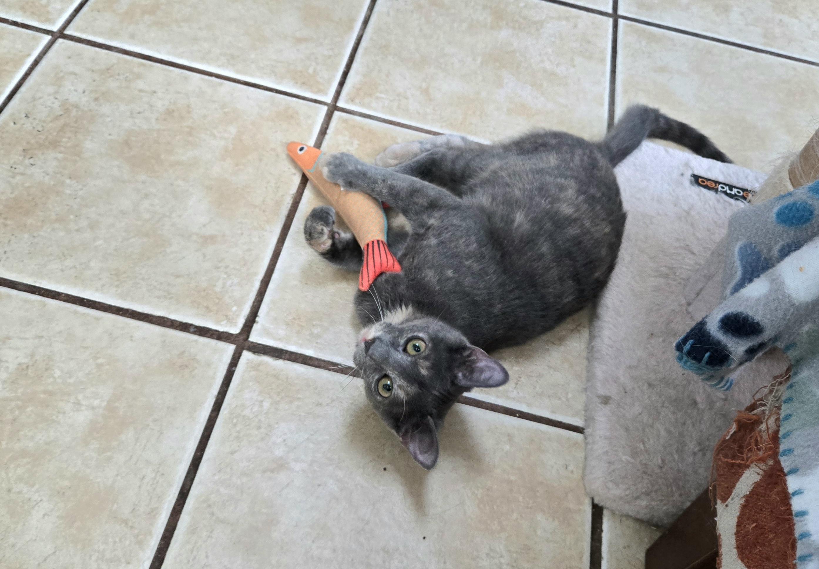 Enlarge CLARA, a Adoptable Domestic Short Hair in Hamilton, NJ image 3/6