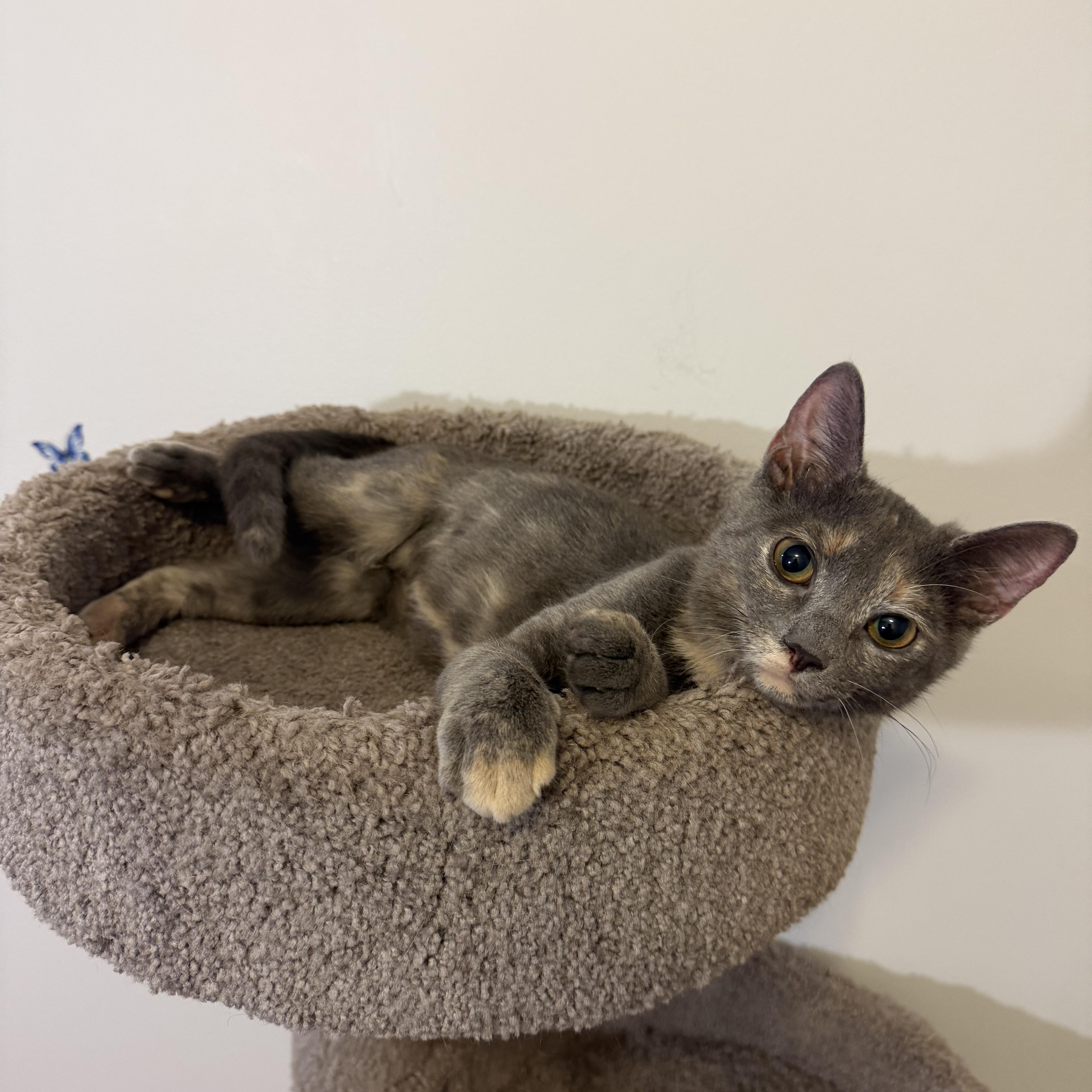 Enlarge CLARA, a Adoptable Domestic Short Hair in Hamilton, NJ image 2/6