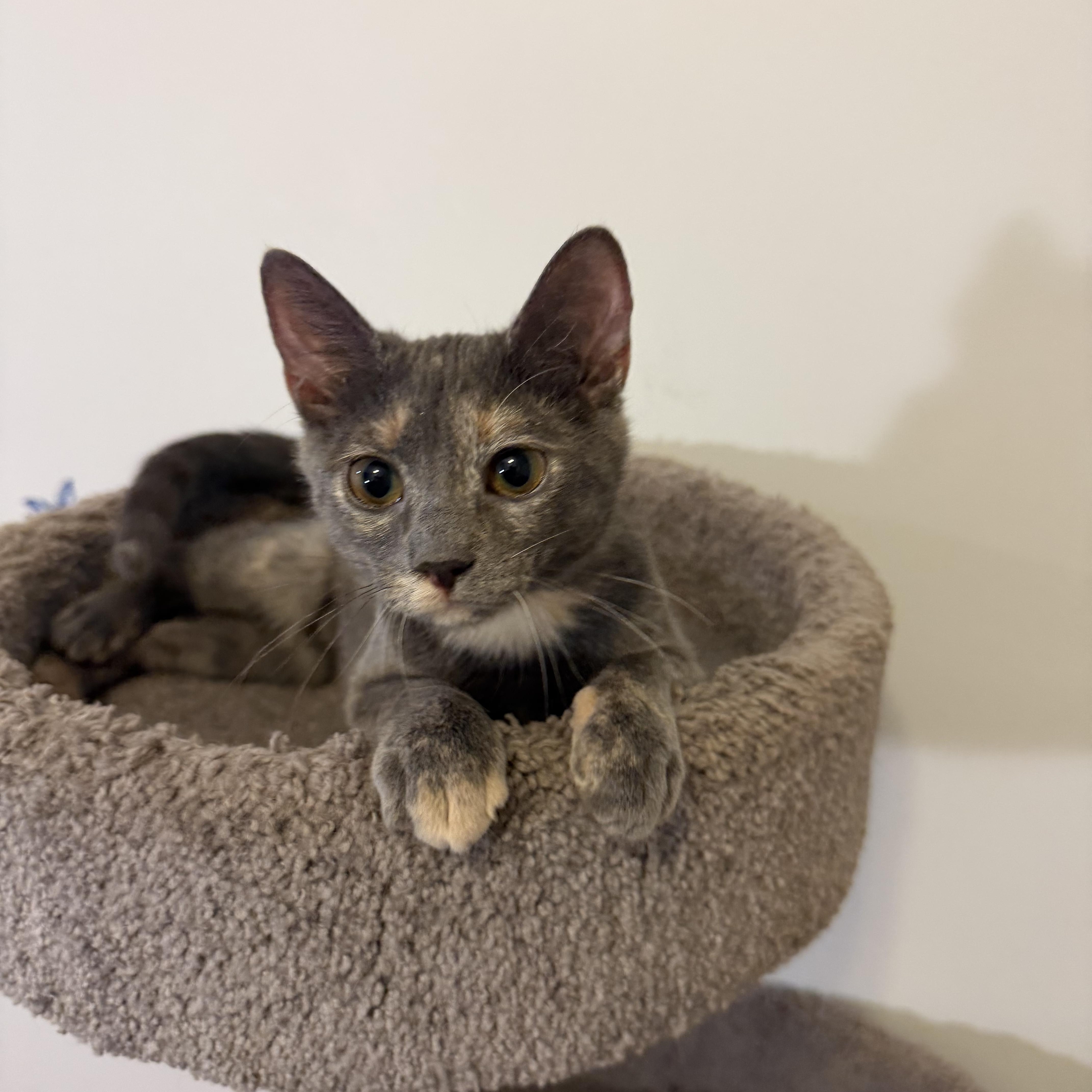 Enlarge CLARA, a Adoptable Domestic Short Hair in Hamilton, NJ image 5/6