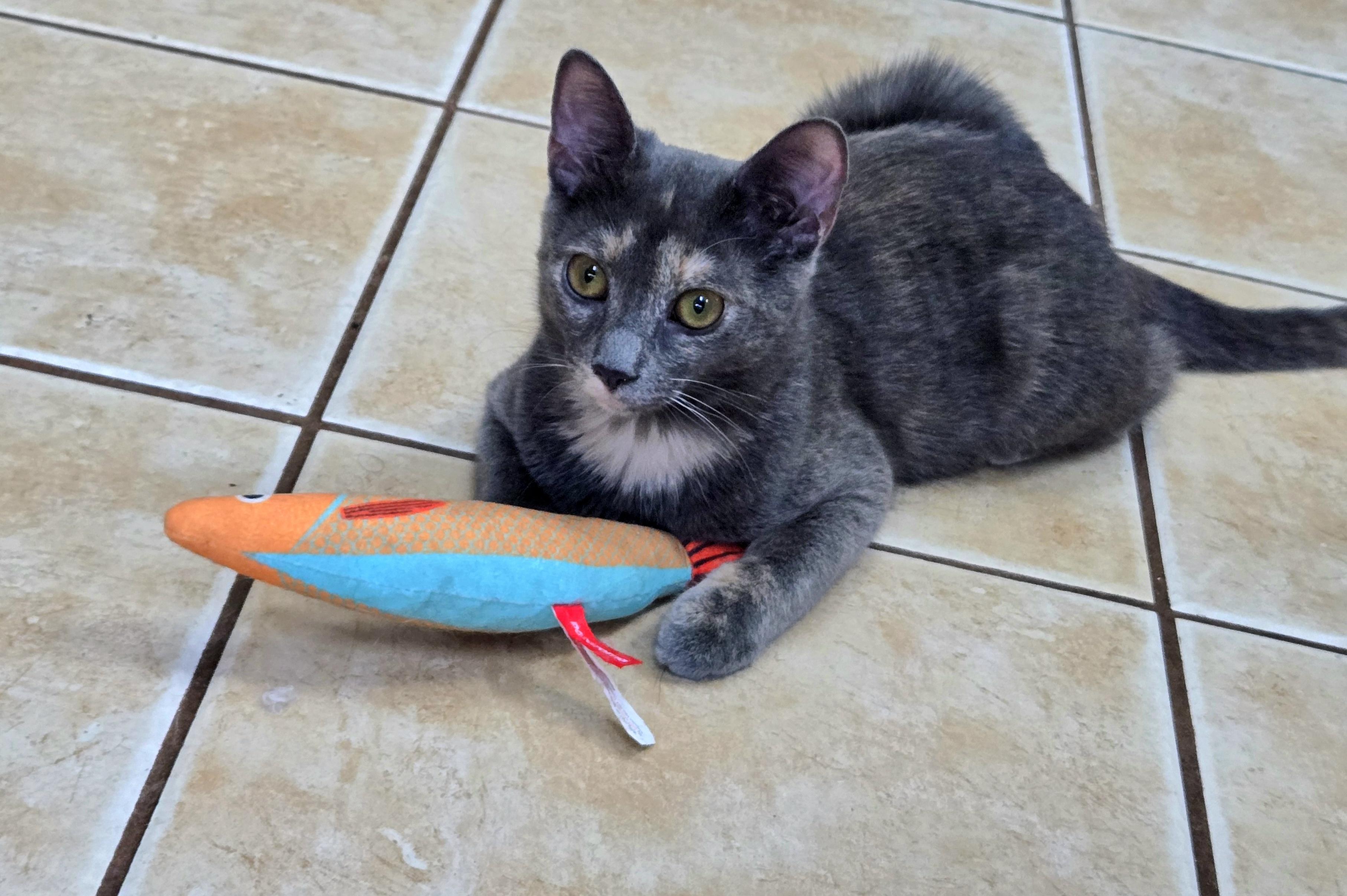 CLARA, Adoptable, Kitten Female Domestic Short Hair.