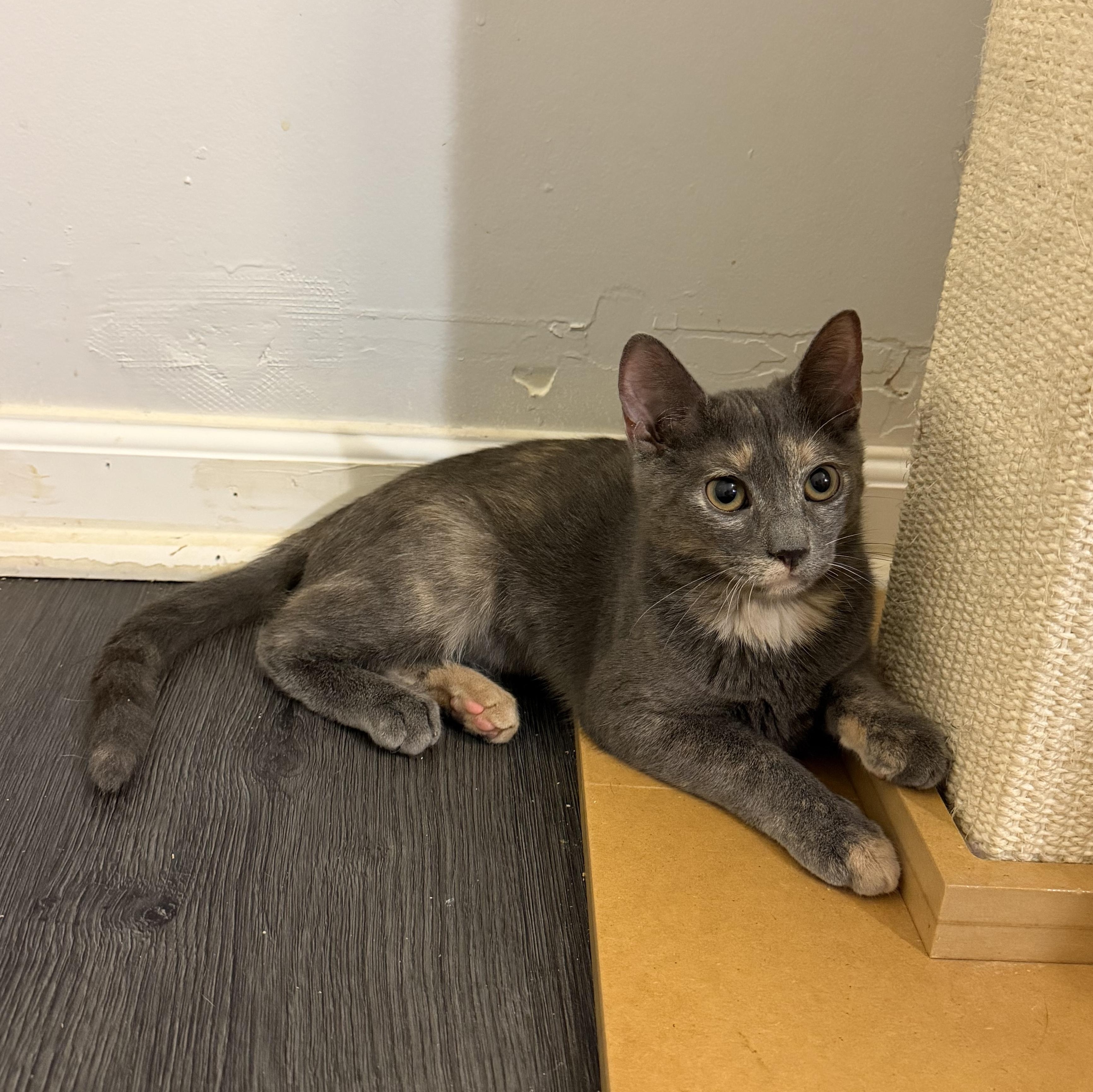 Enlarge CLARA, a Adoptable Domestic Short Hair in Hamilton, NJ image 6/6